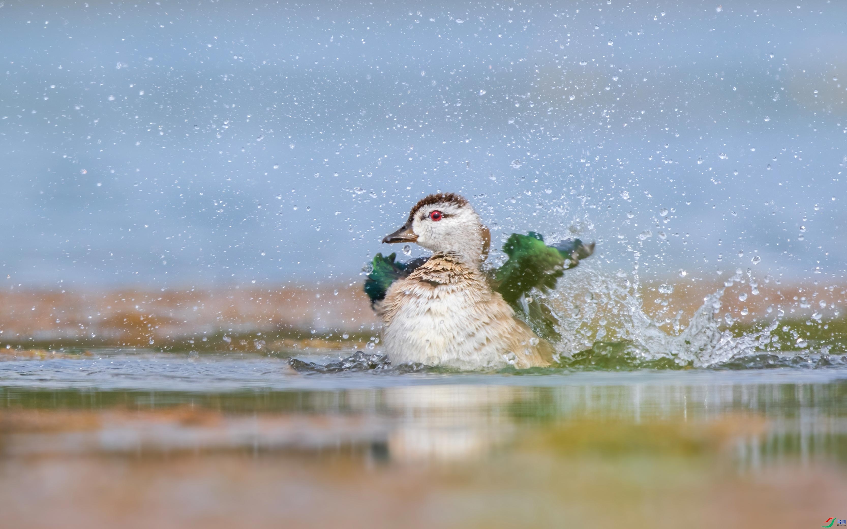 ���ڵ����� ���� �ɶ��Ͻ� ����.jpg