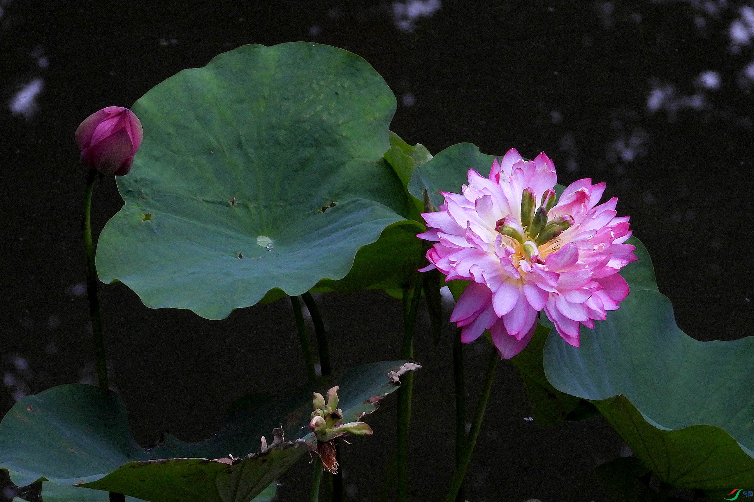DSCN3236.JPG
