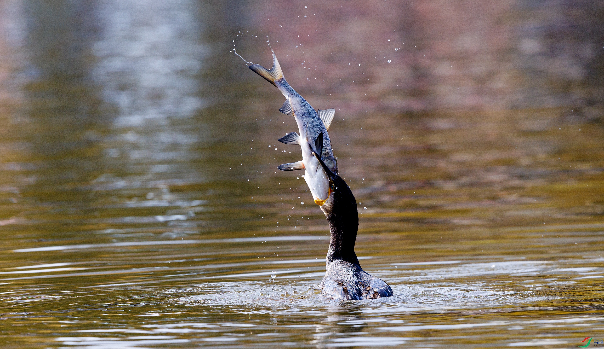 _X5A1912 ����333.jpg