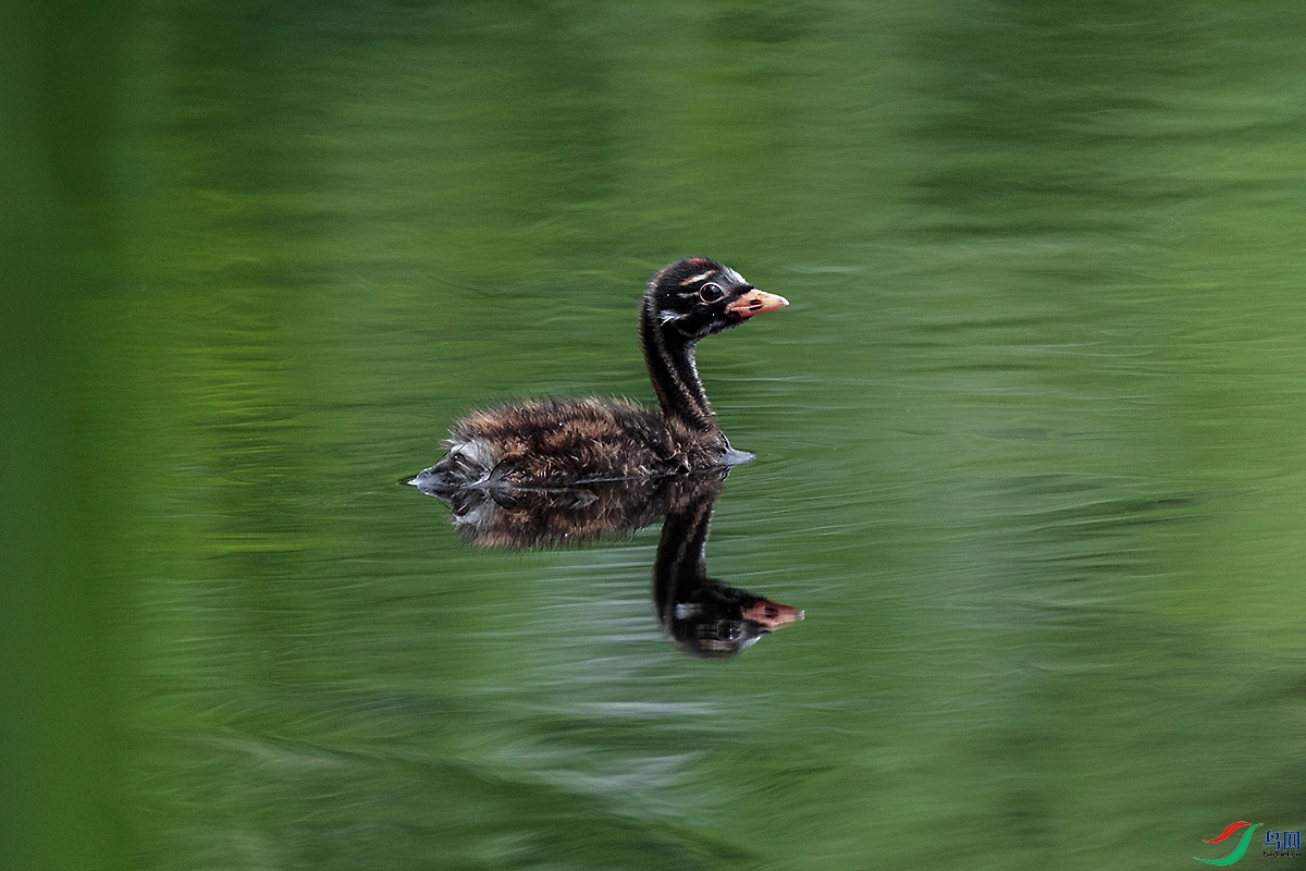 _DSC2480-.jpg