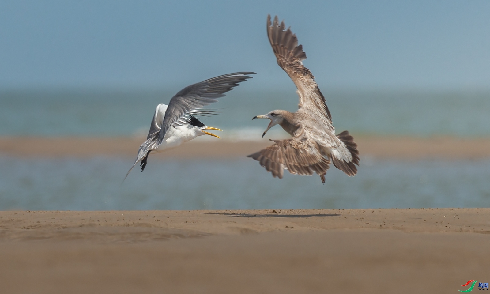 5.25�ƽ�Ҷ��ʦ��Ʒ   ���Ƕ��� ��ף���ٻ����Ѿ�����.jpg