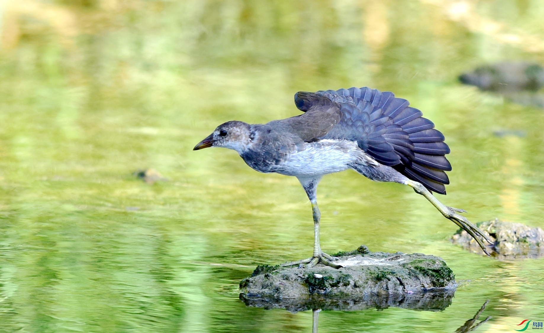 DSC_8456_conew4.jpg
