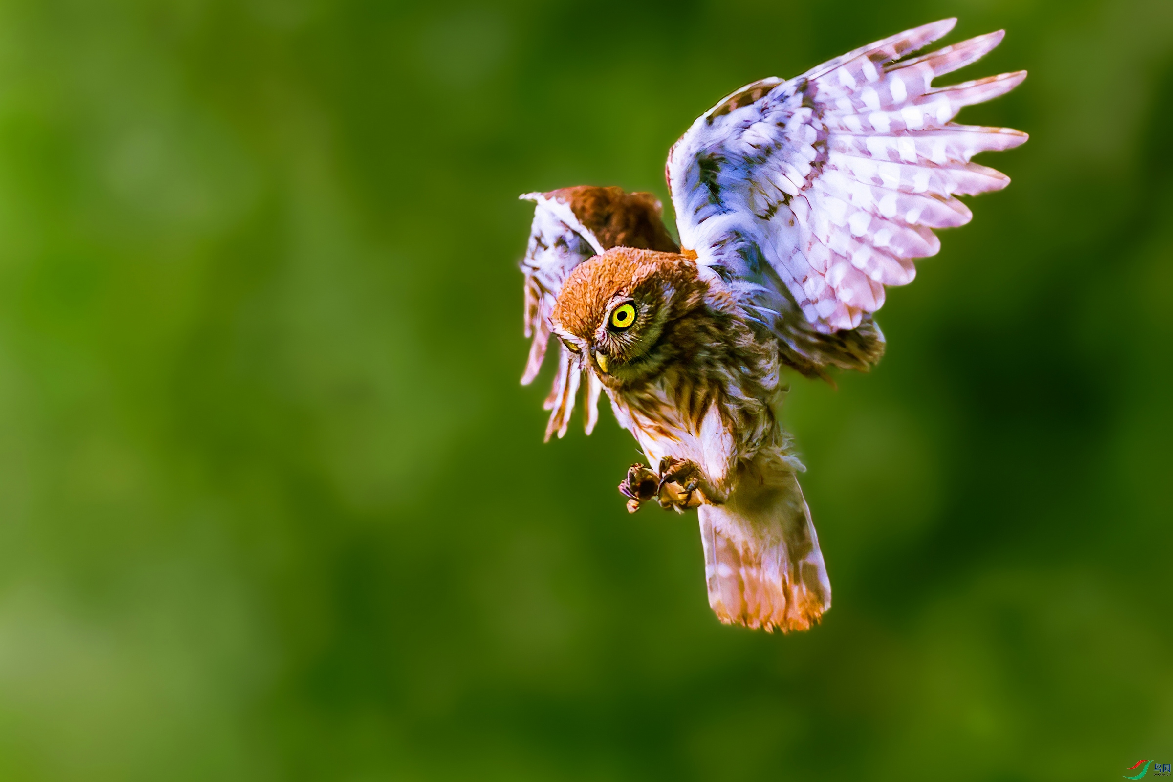 A56I1565_����-denoise-topaz-enhance-3.6x.jpg