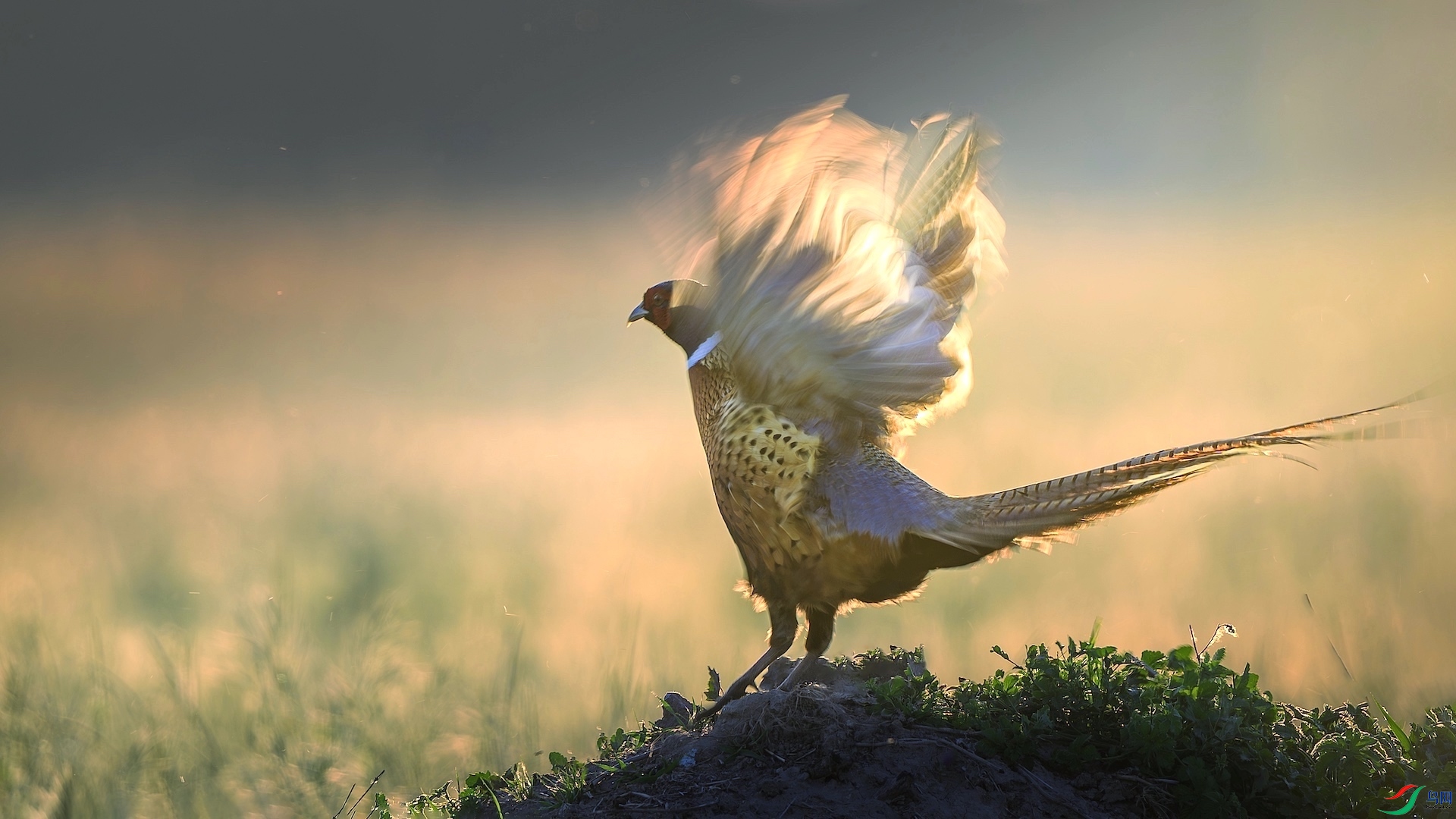 1_XXL1302-����ǿ-NR ����.jpeg