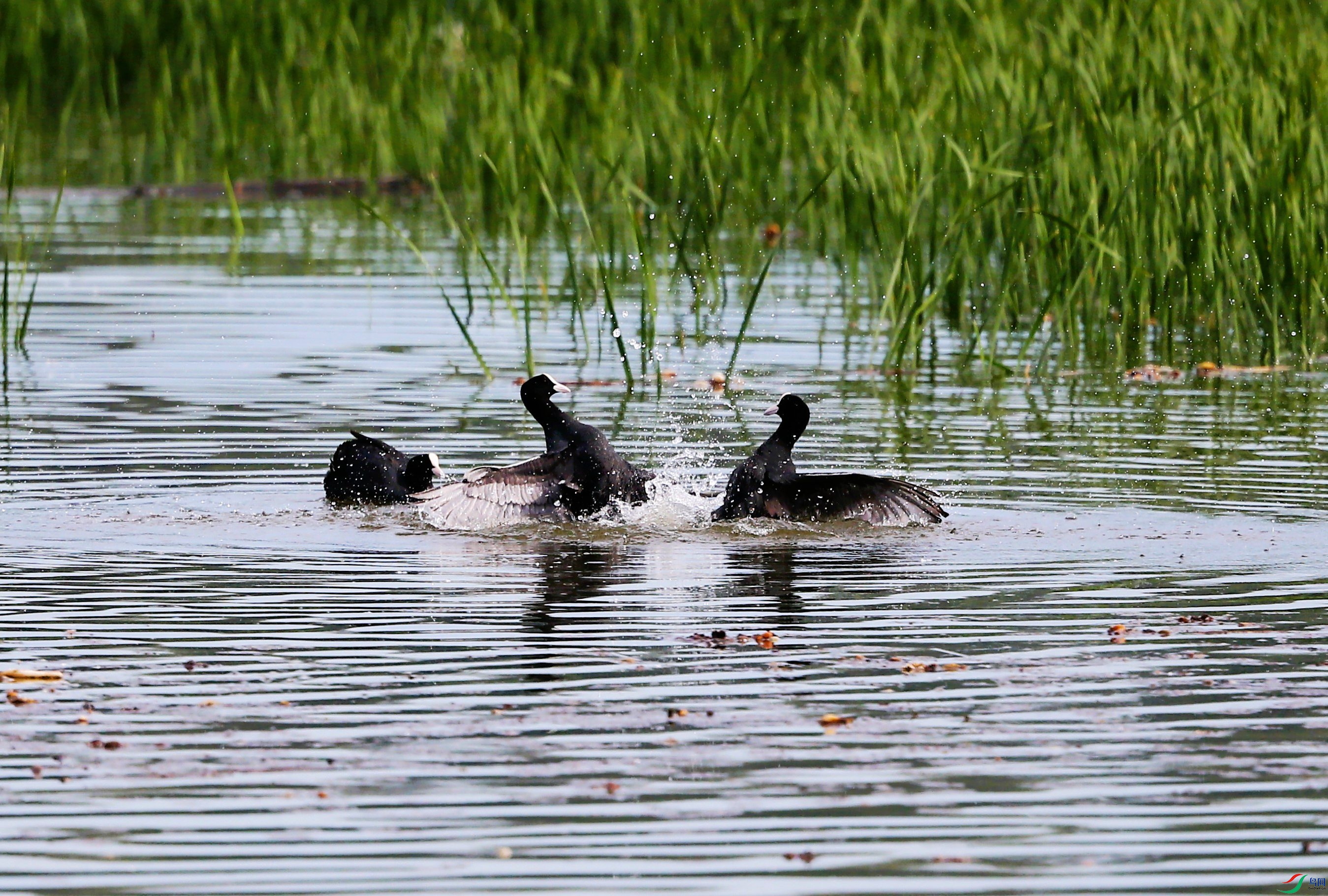 �׹Ƕ��� (6).JPG