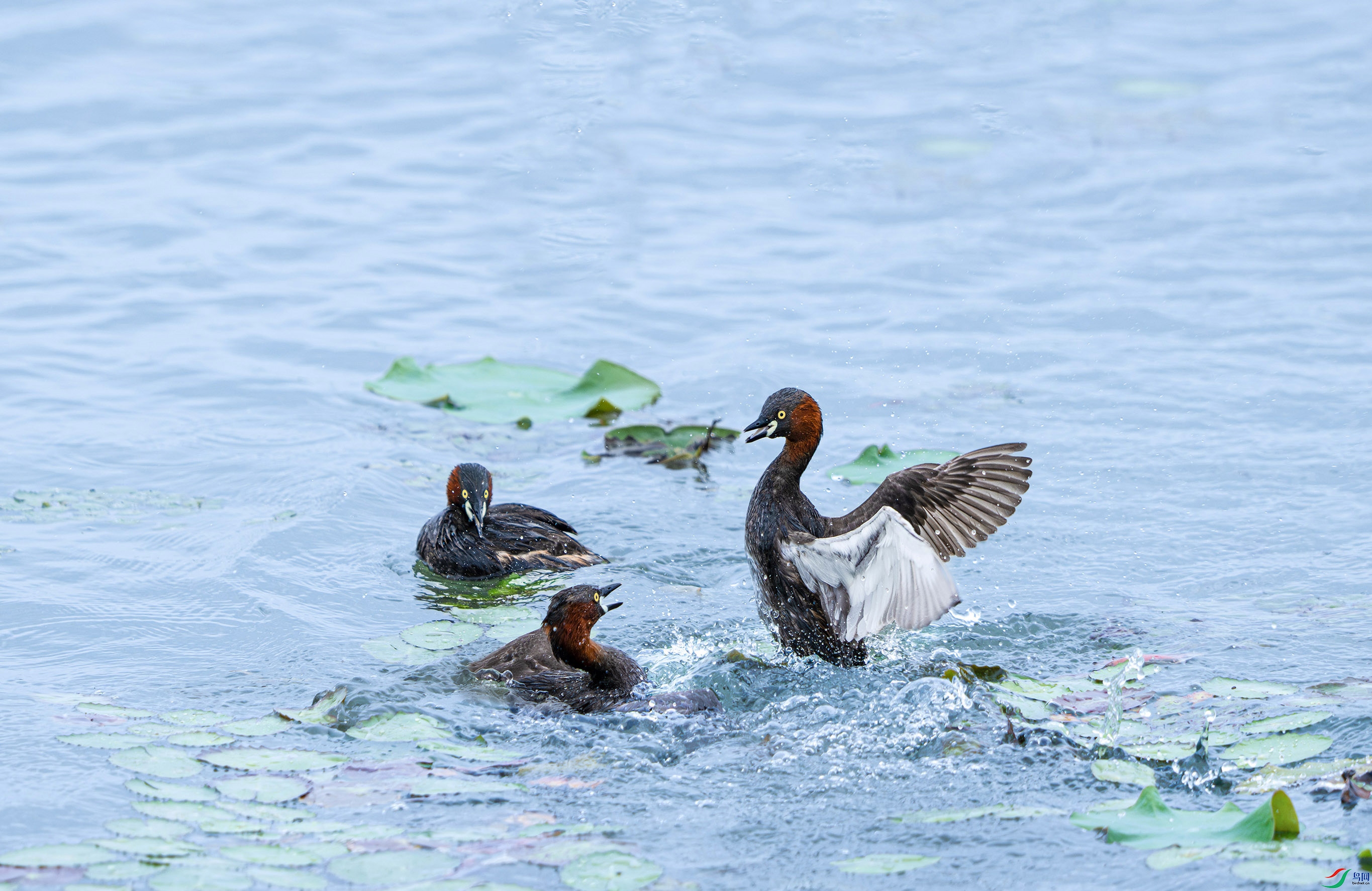 DSC_2269.jpg