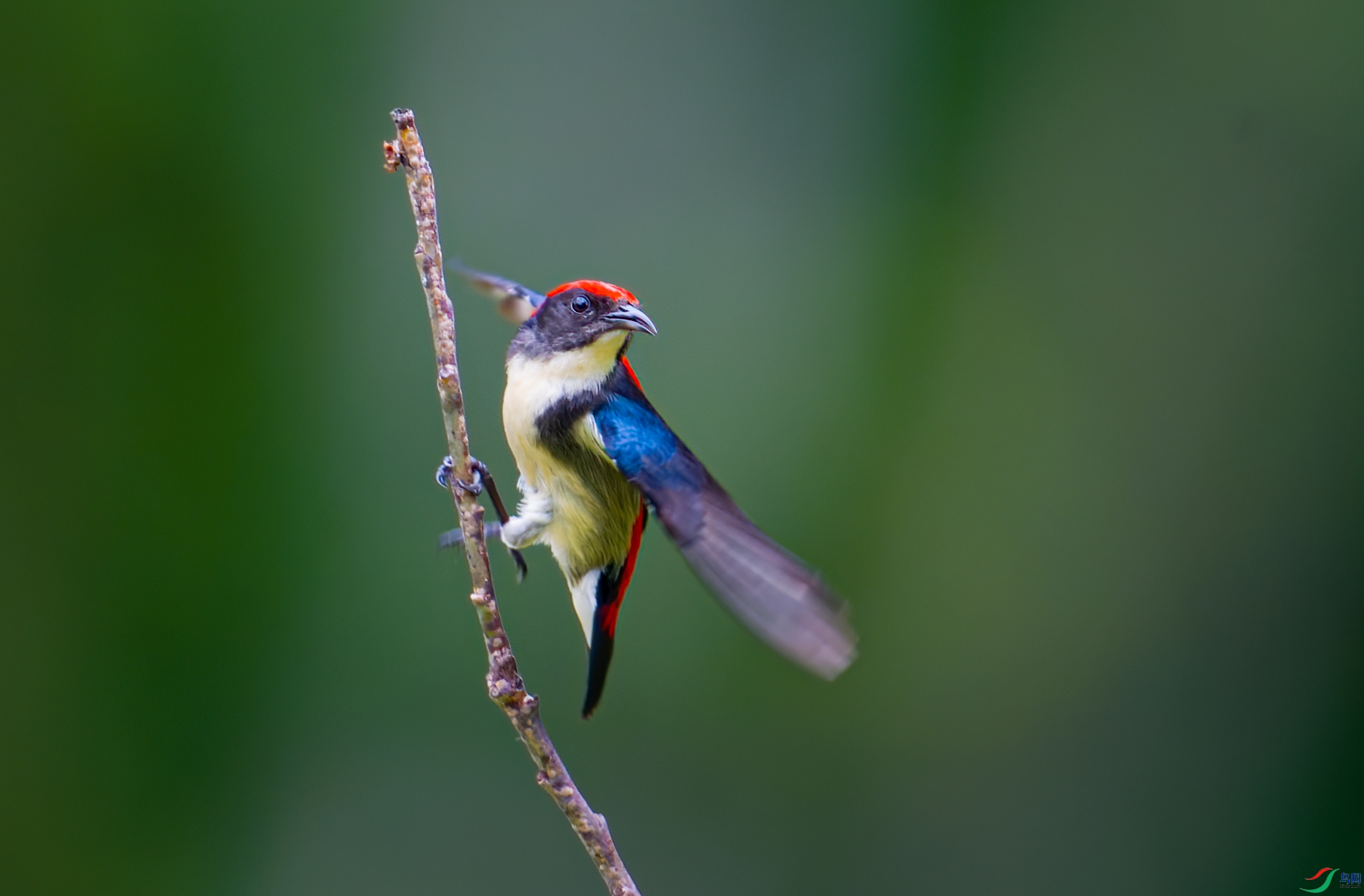 20240526-_DSC6477-NEF_DxO_DeepPRIME-DeNoiseAI-sta.jpg