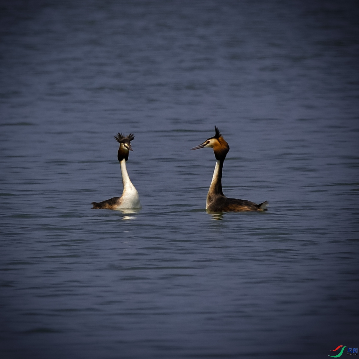 DSC_2326.jpg