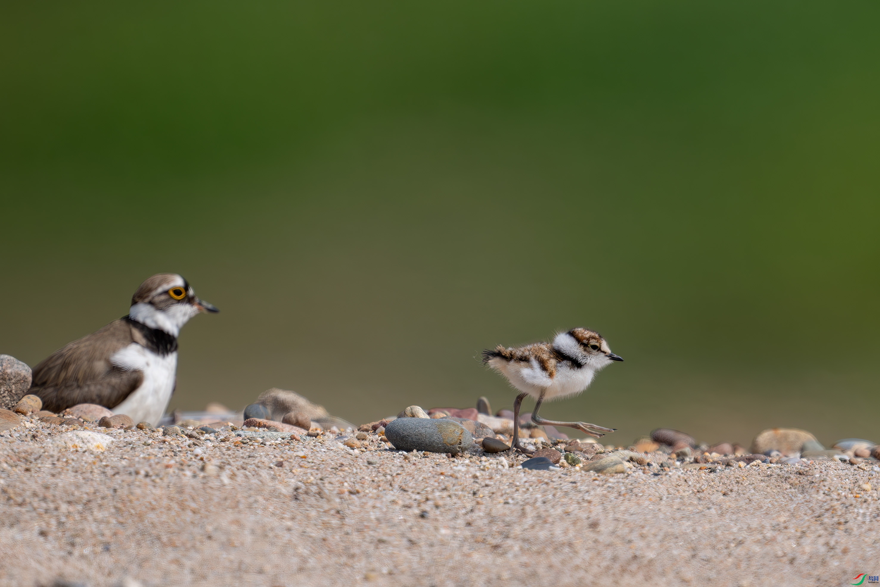 _DSC2254-����ǿ-NR ����.jpg