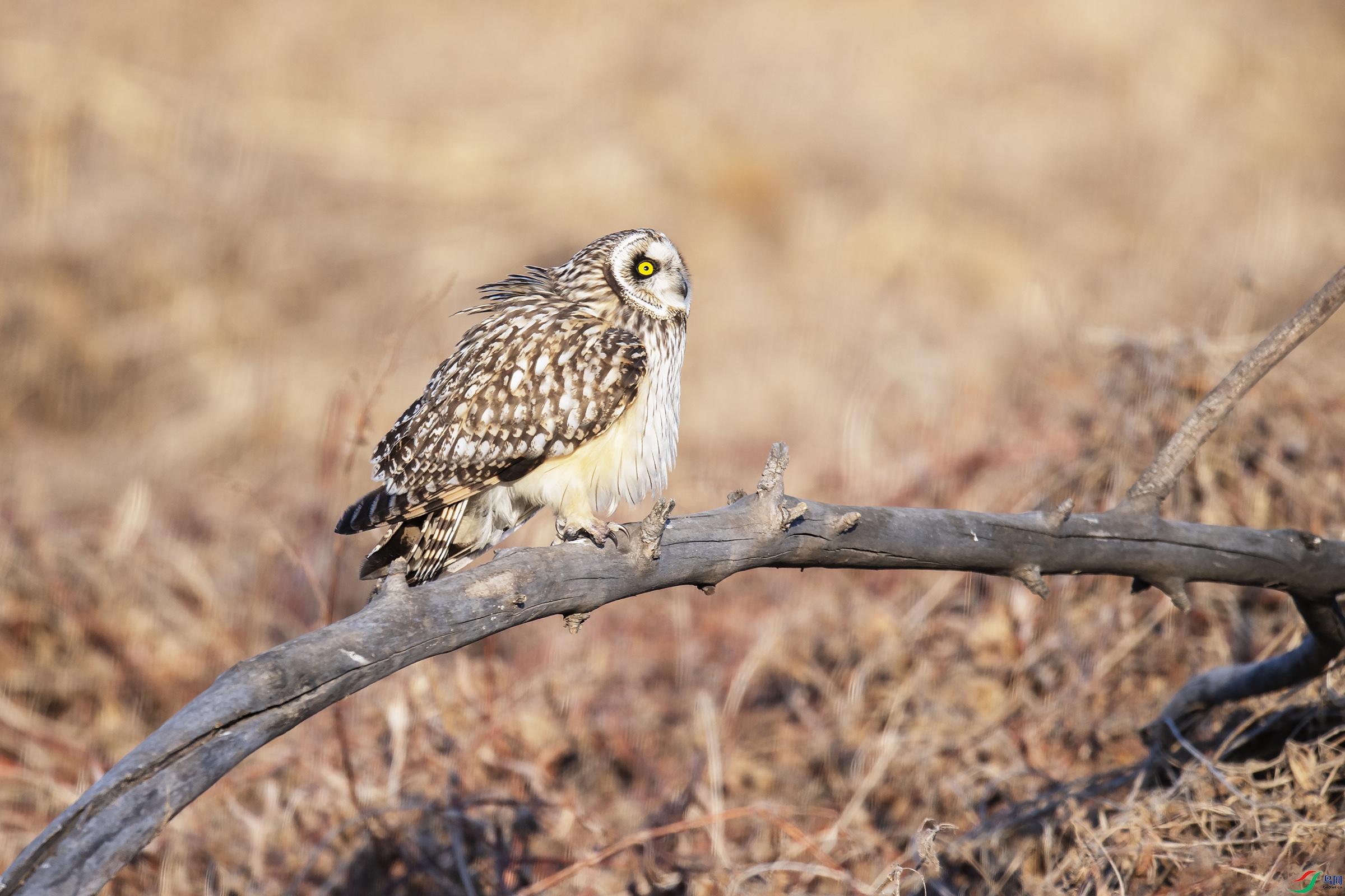 DSC_6755.jpg