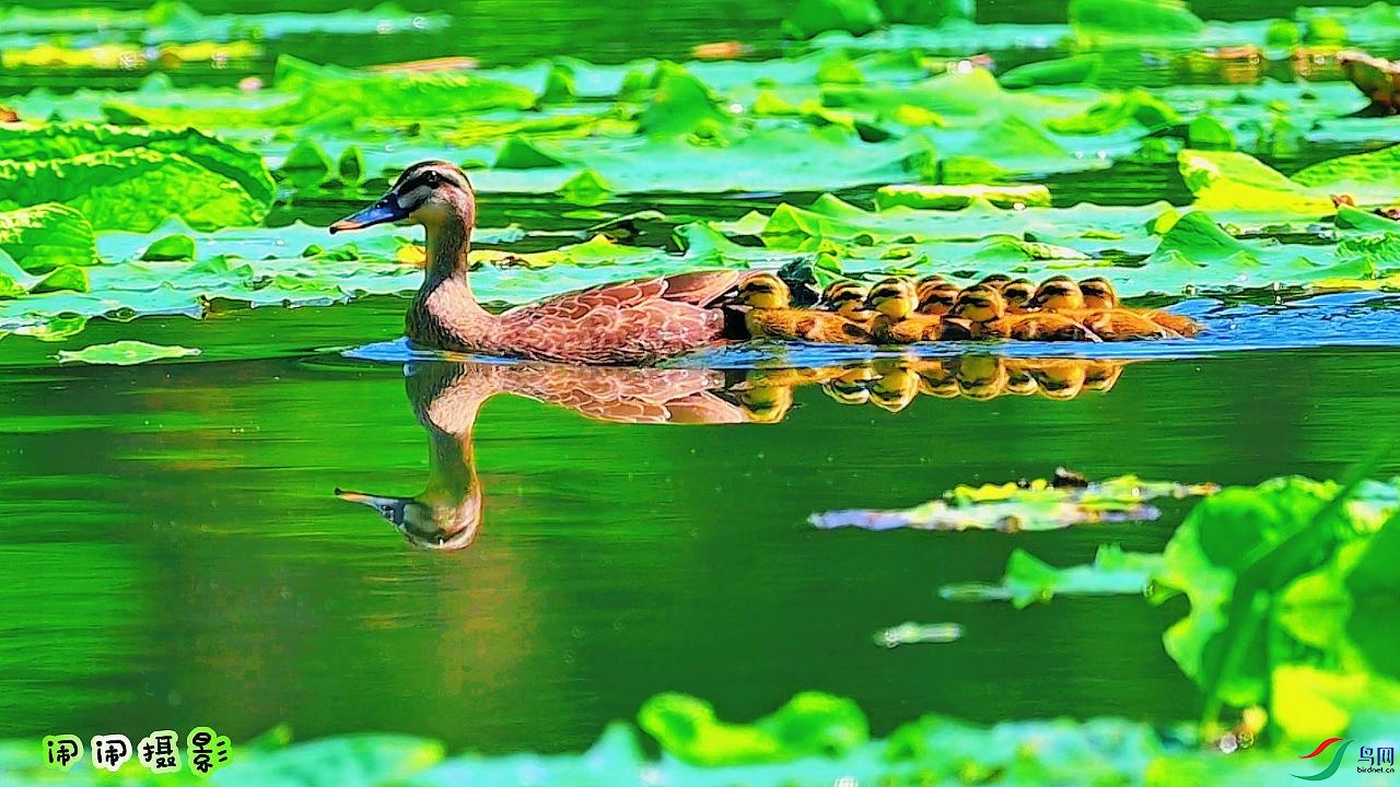 ����Ѽ���������