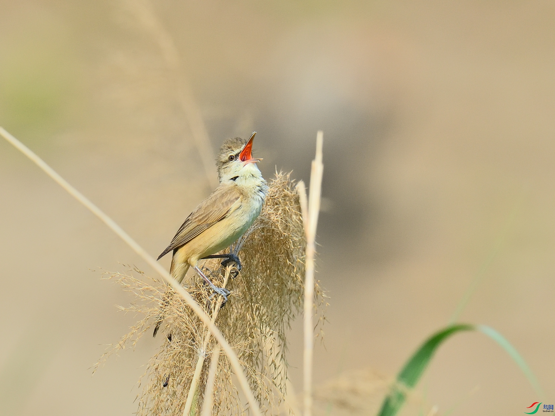 DSC_0562.JPG