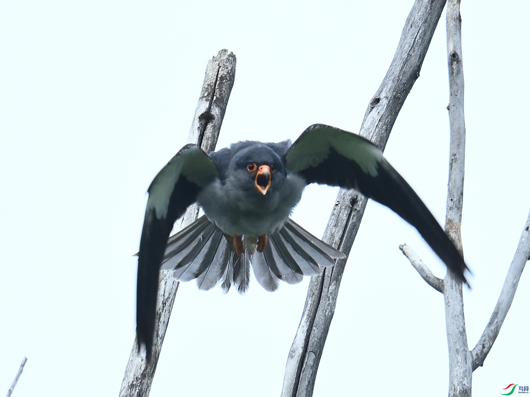 DSC_0524.JPG