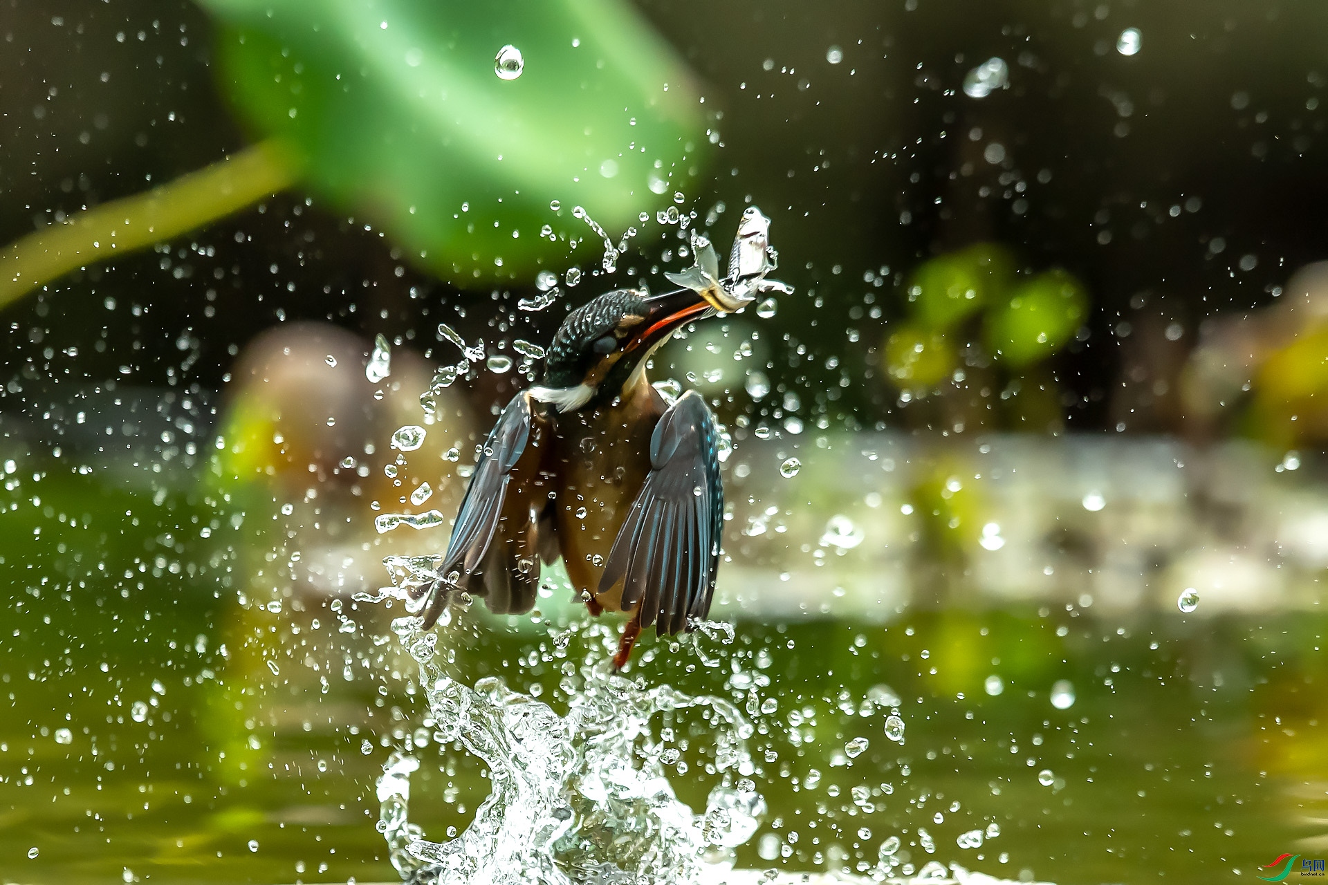 DSC_4919.jpg