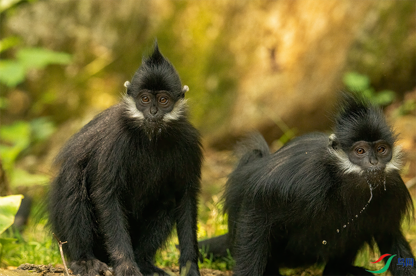 DSC05955.png    0001.png