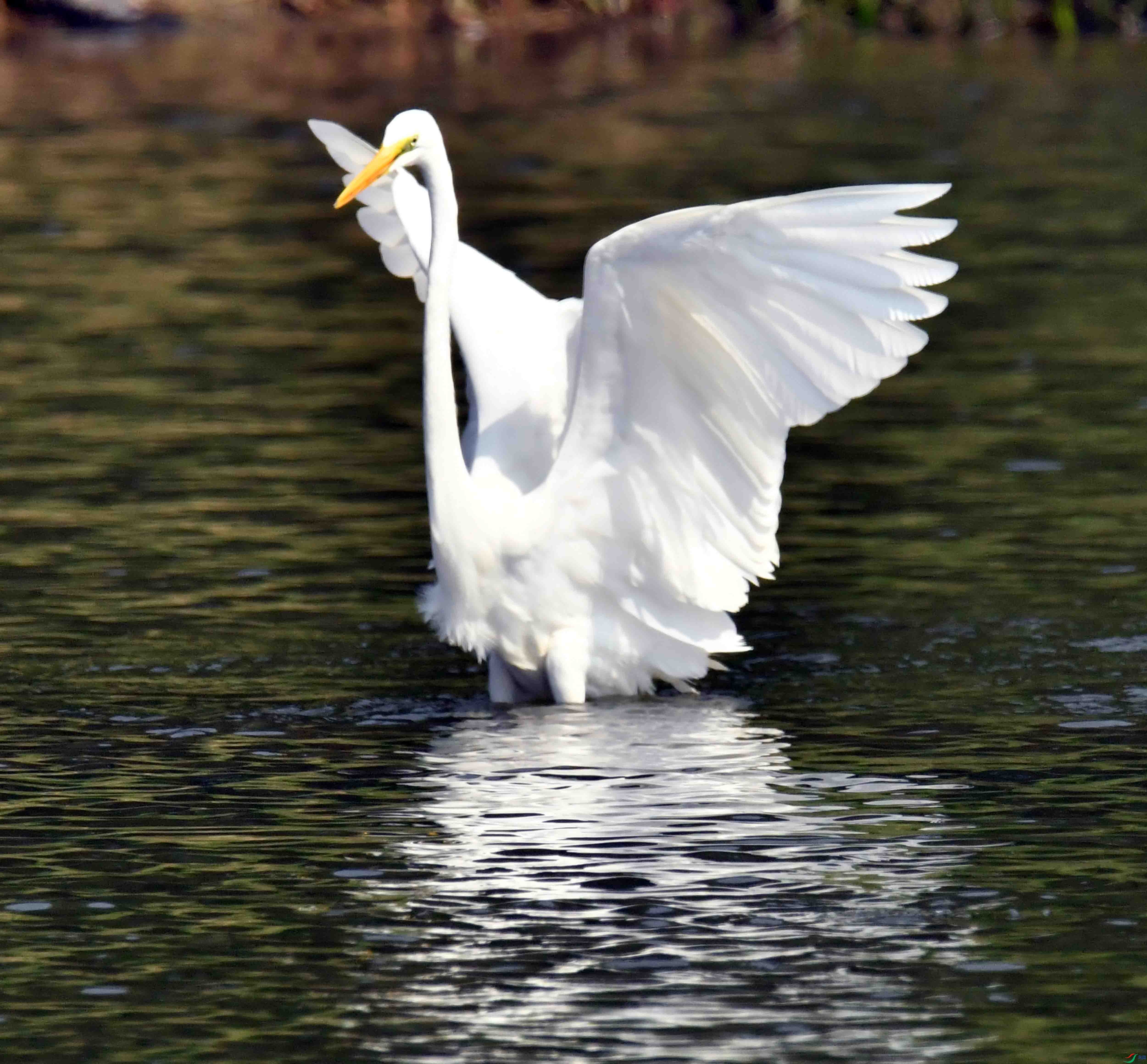 DSC_0469.JPG