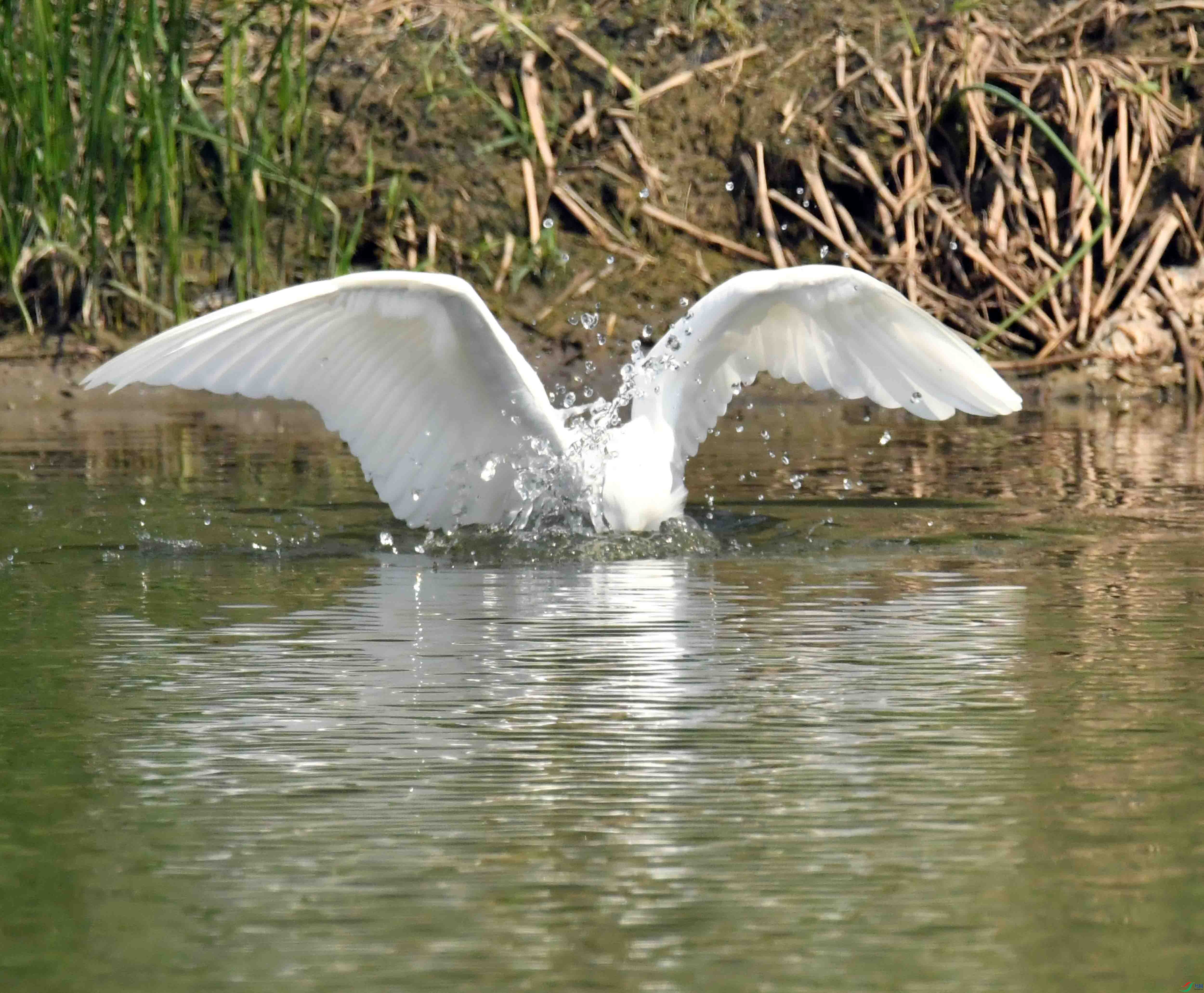 DSC_0474.JPG