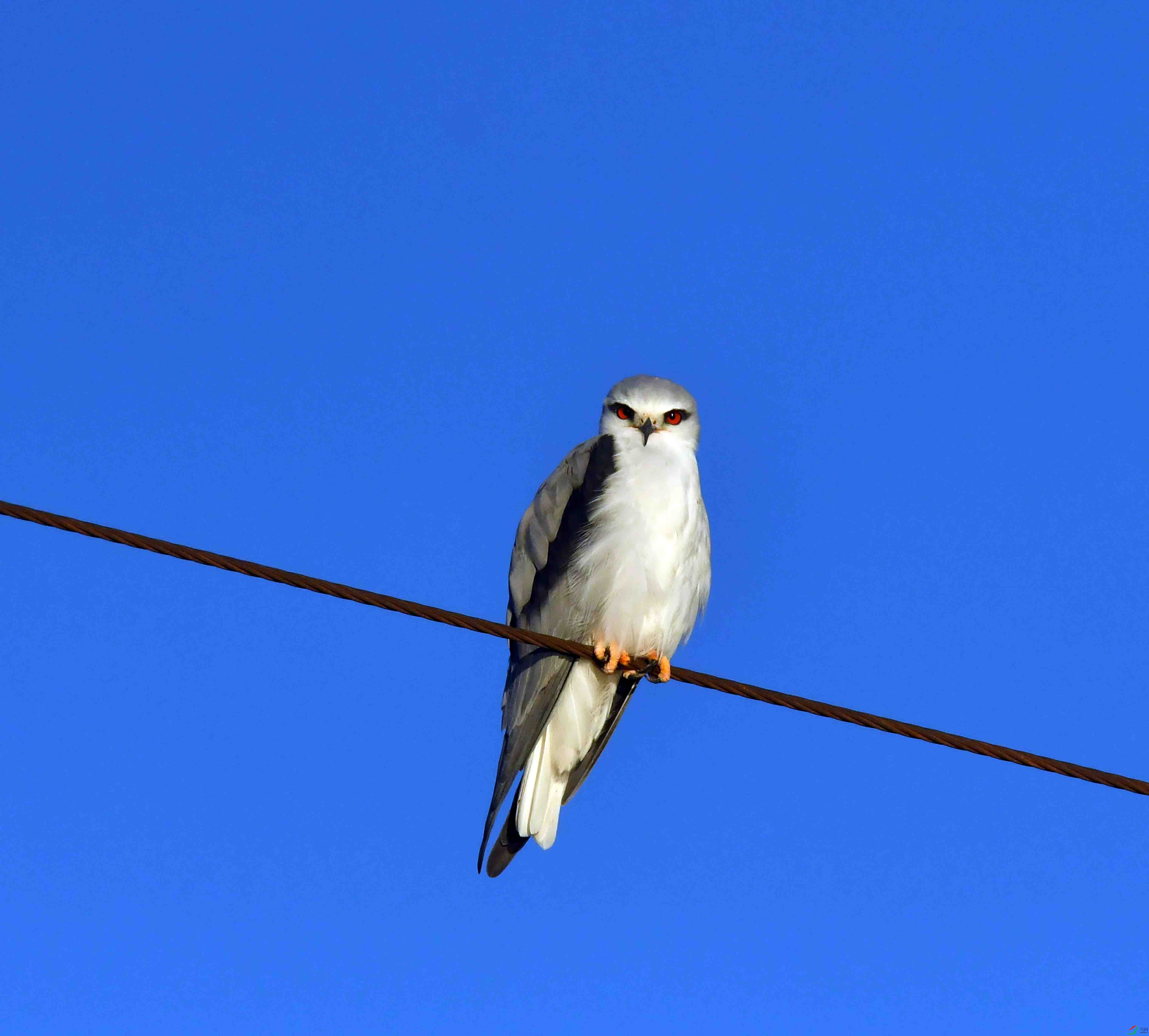 DSC_2337.JPG