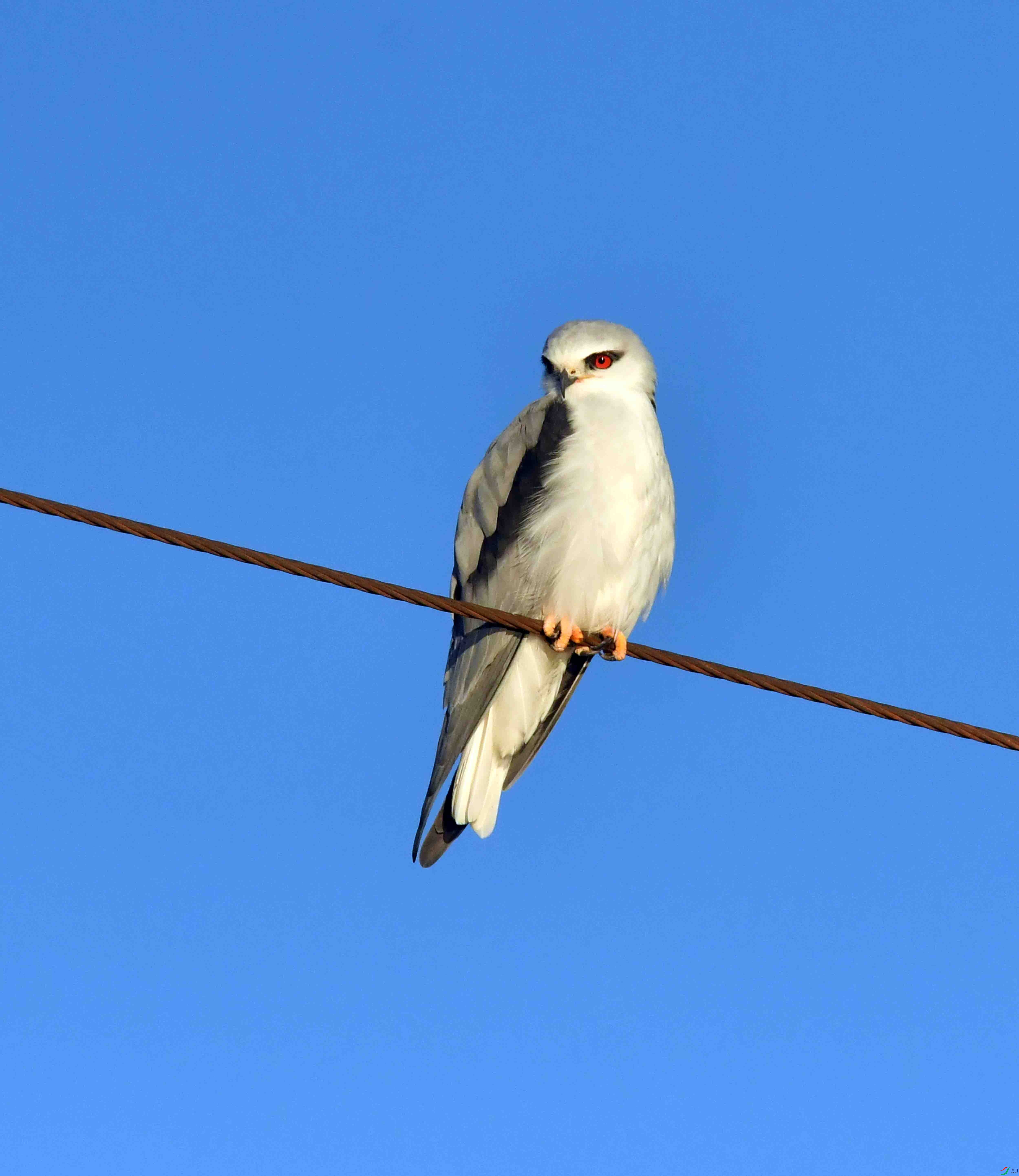 DSC_2336.JPG