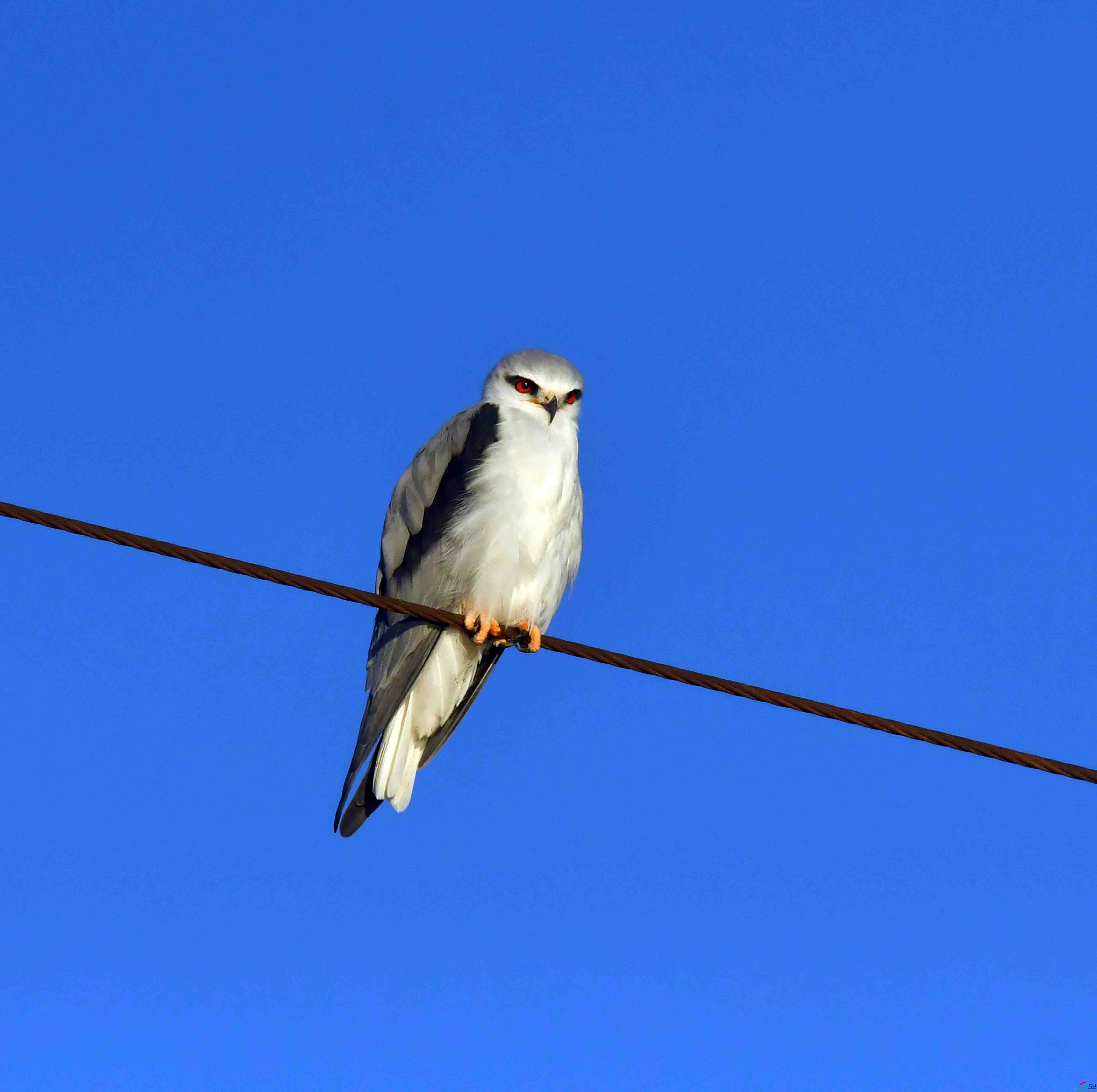 DSC_2339.JPG