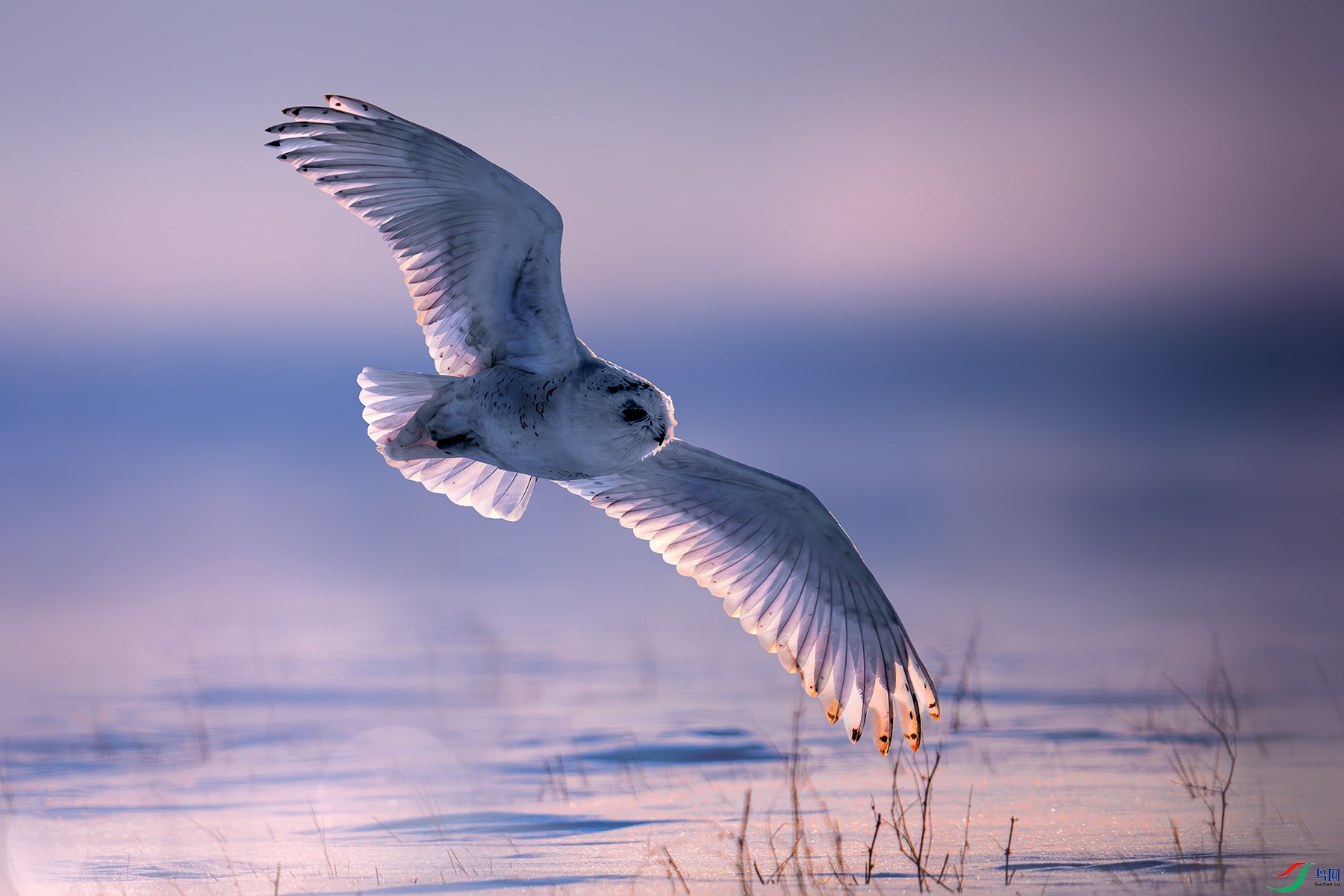 LZW03544-����ǿ-NR ����.jpg