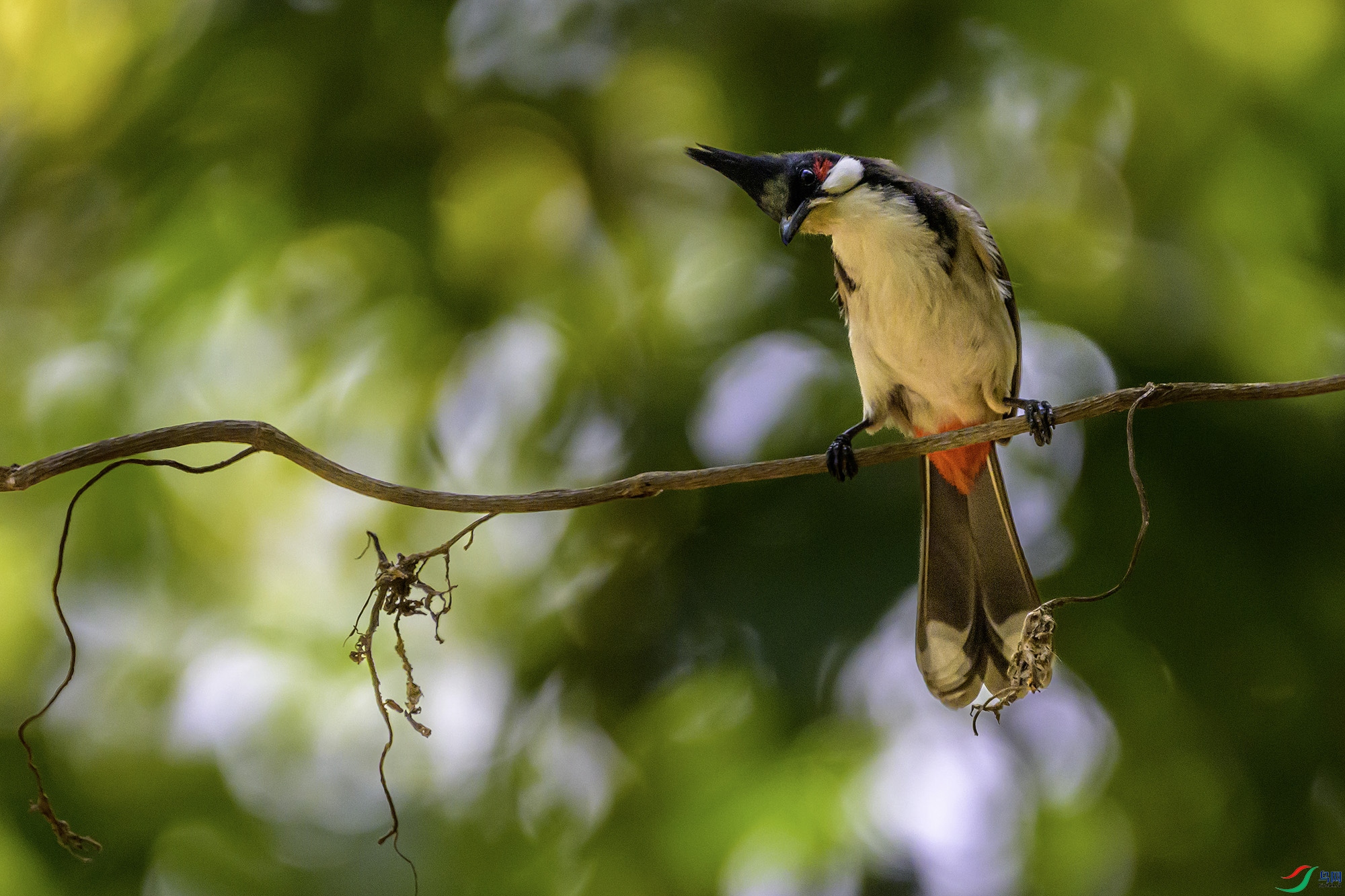 _DSC5137a ����.jpg