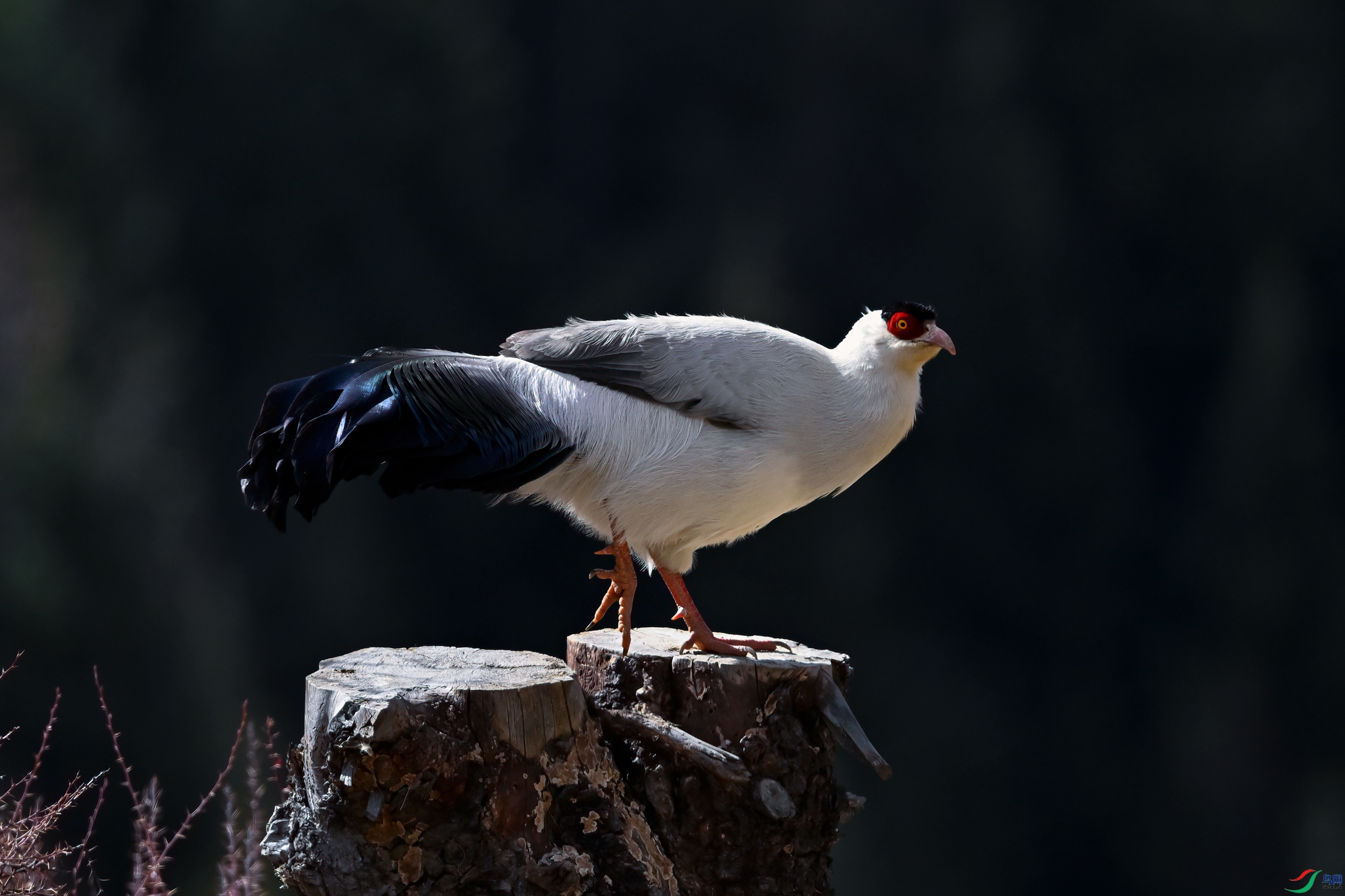 _DSC5232x.jpg