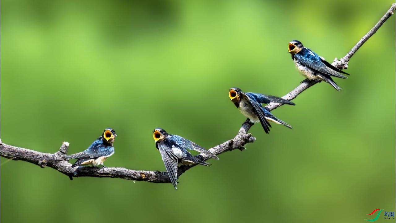 С��������æ