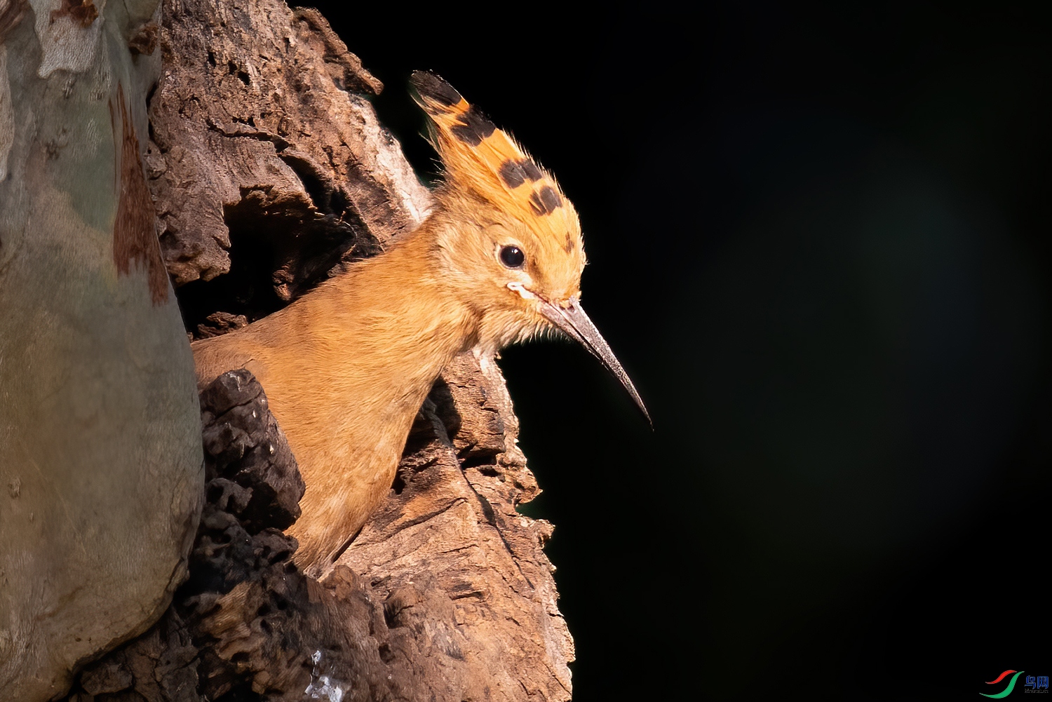 ����Ϧ��