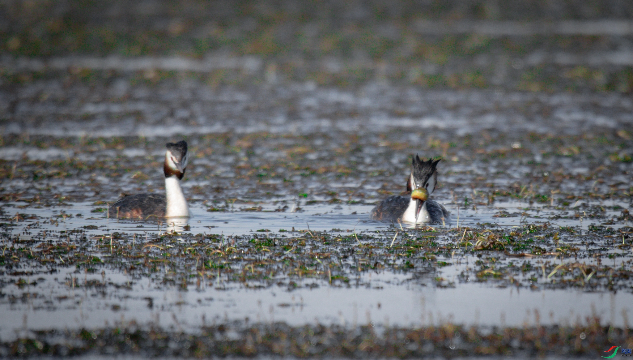 ���ǻ��ķ�ͷ����