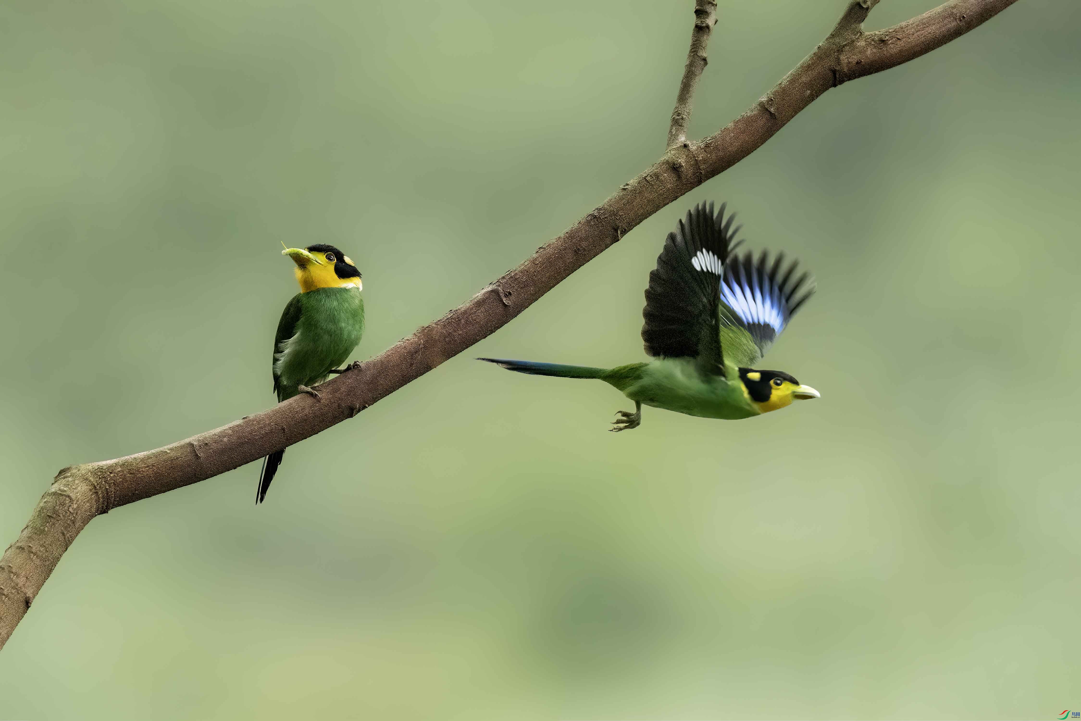 ��β������