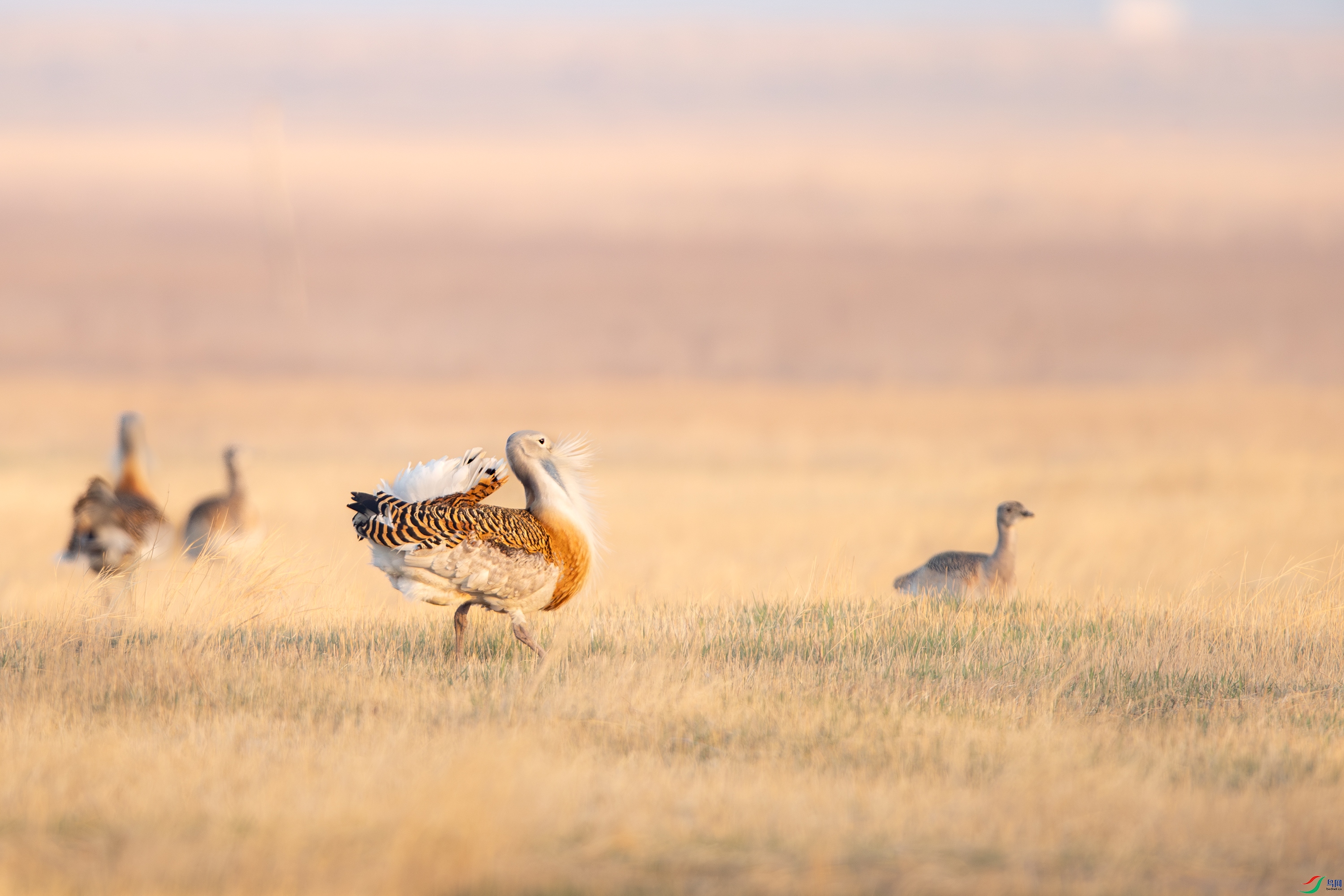 A15I8254- ����.jpg