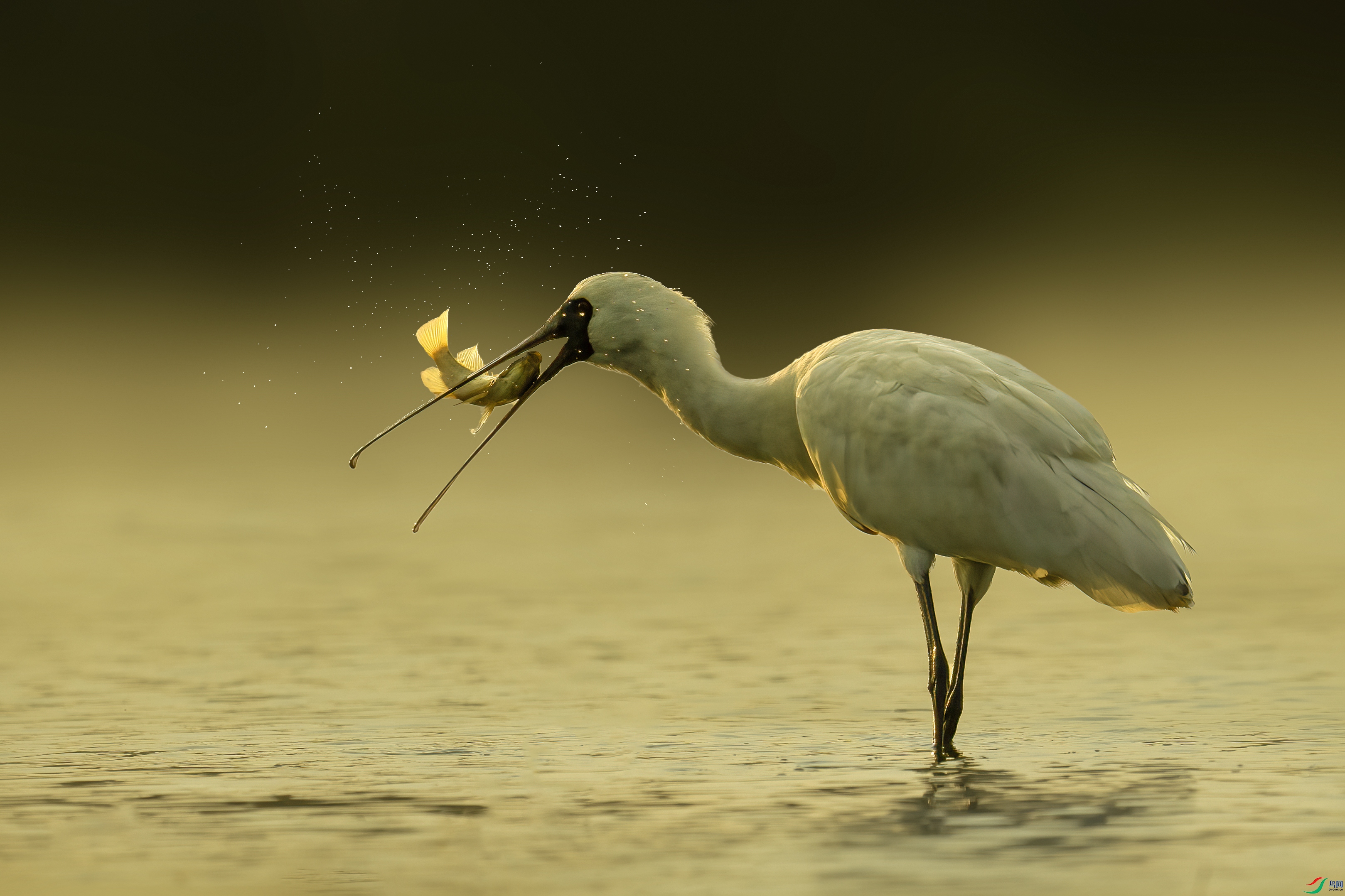 DSC00040 ����.jpg