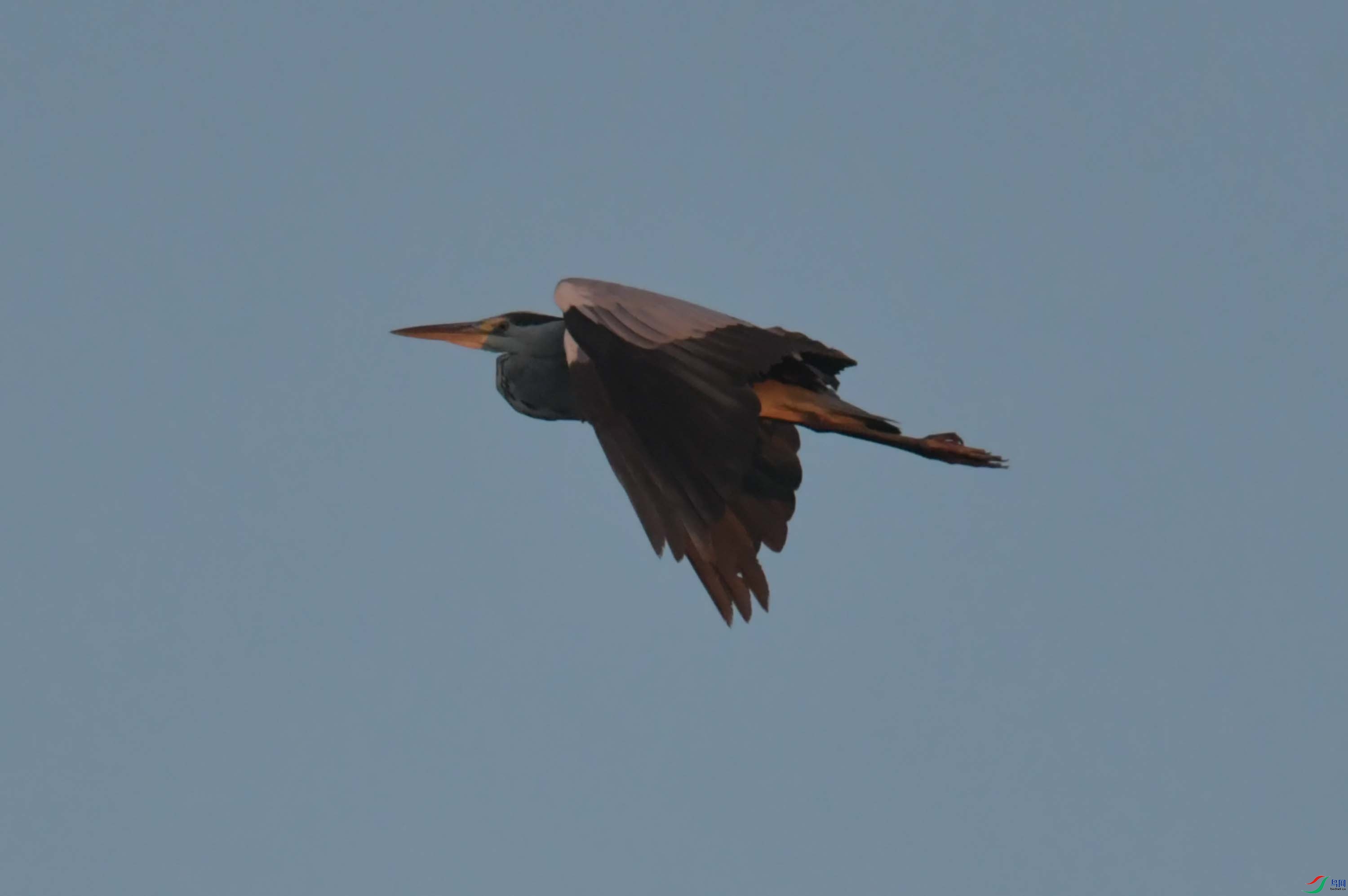 DSC_9506.JPG