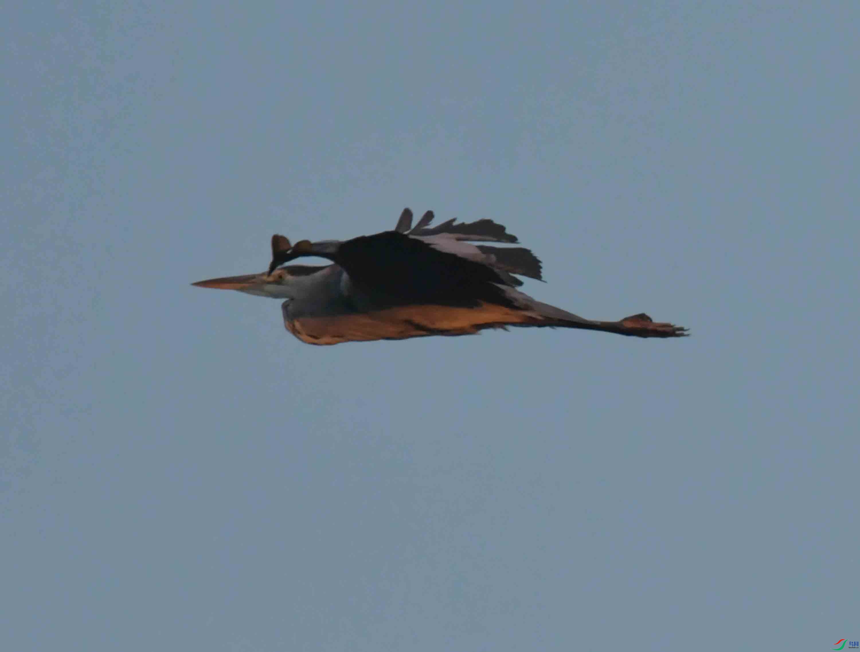 DSC_9501.JPG