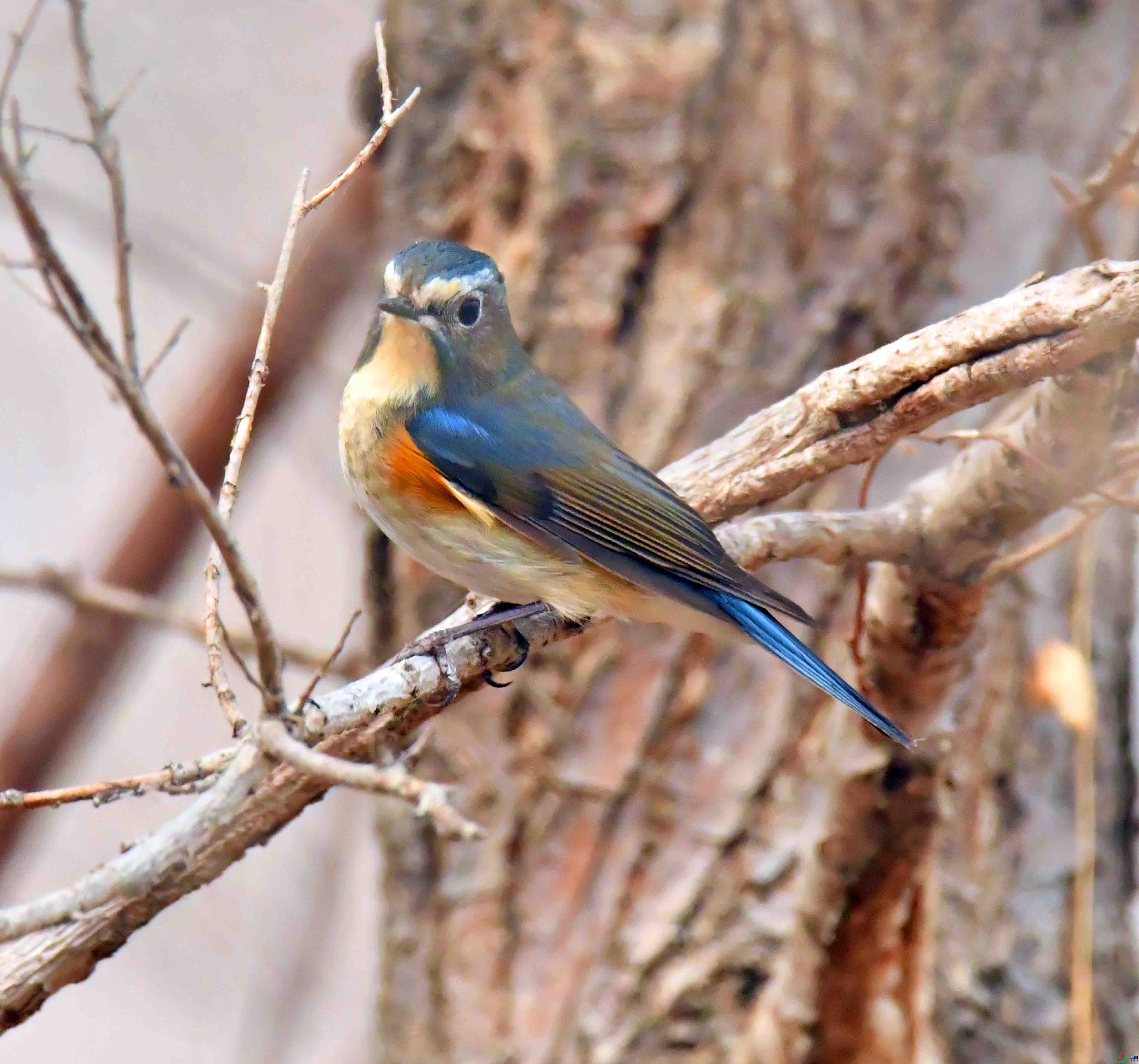 DSC_3526.JPG