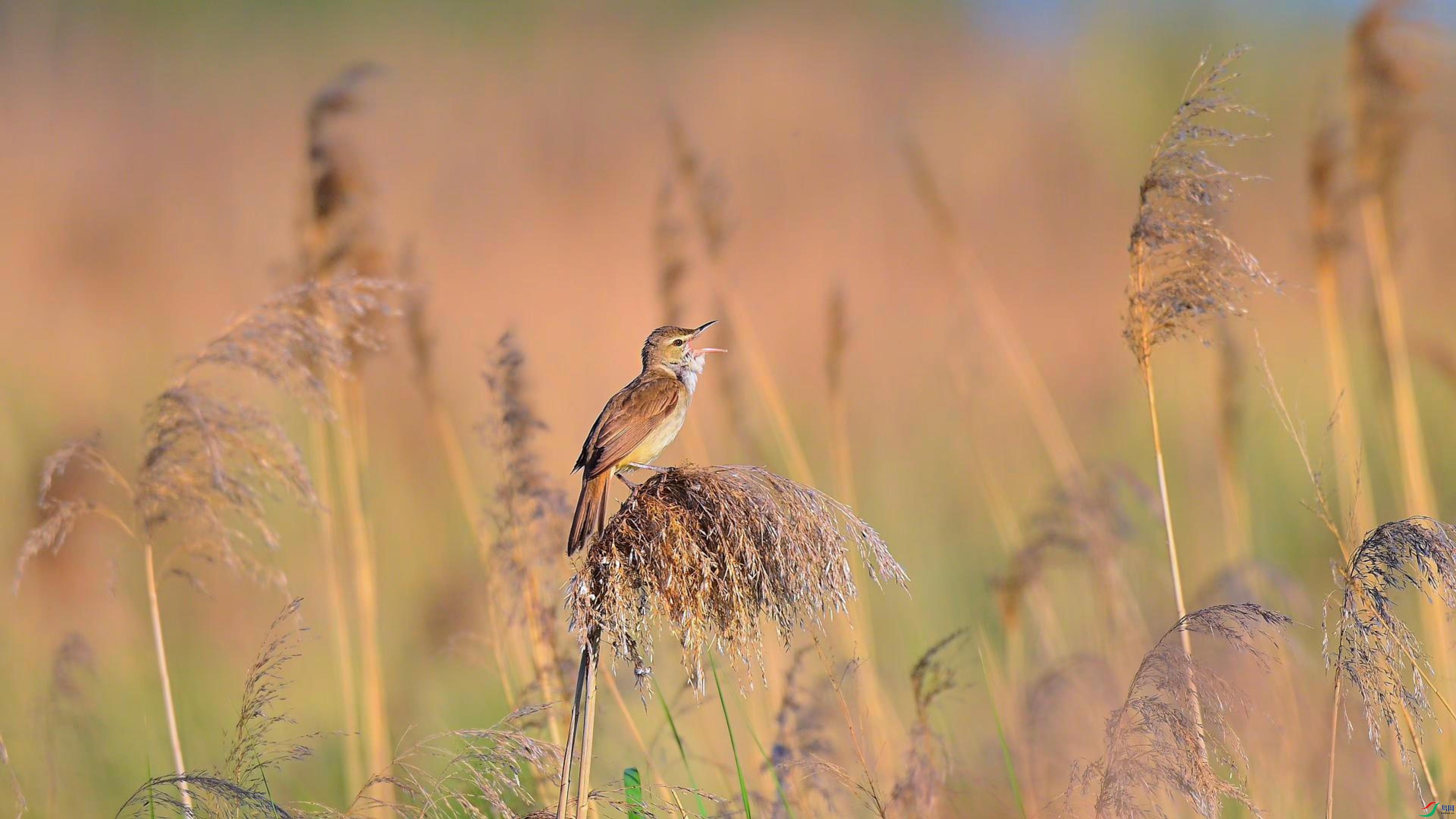 ������έݺ