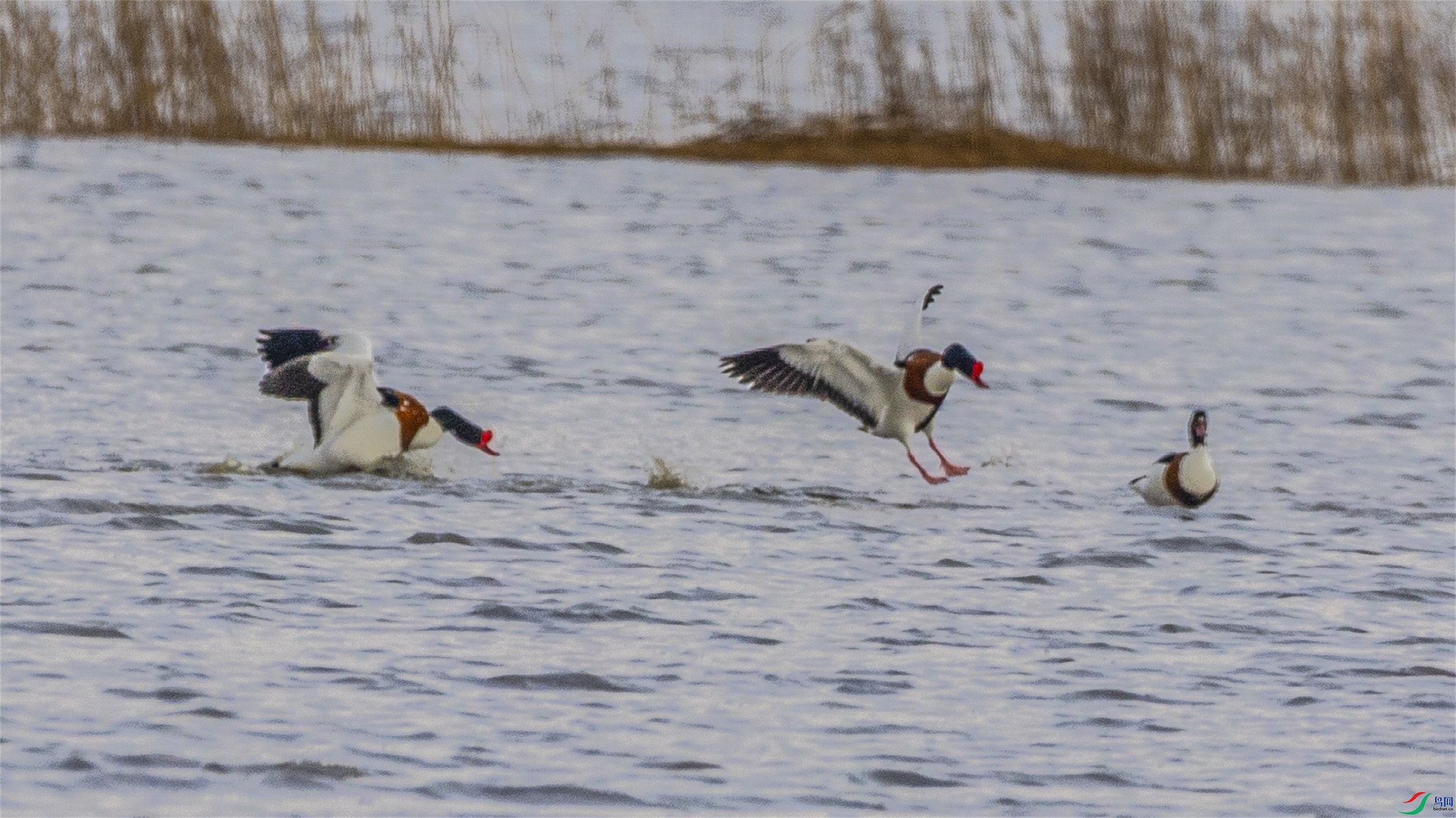 1K3A2773 ����1.jpg