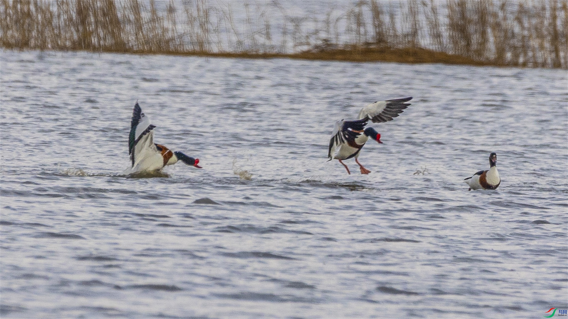 1K3A2771 ����1.jpg