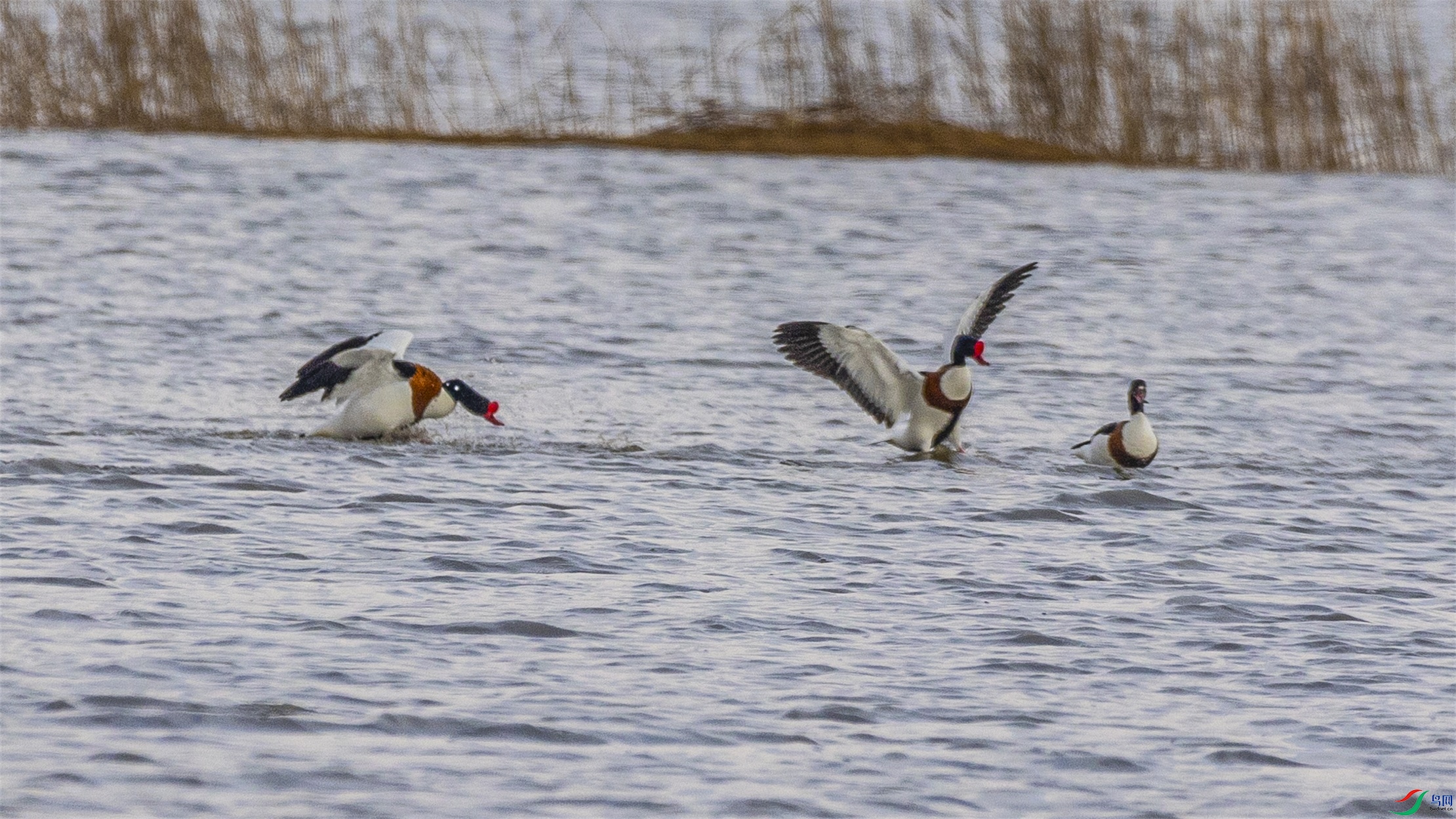 1K3A2775 ����1.jpg