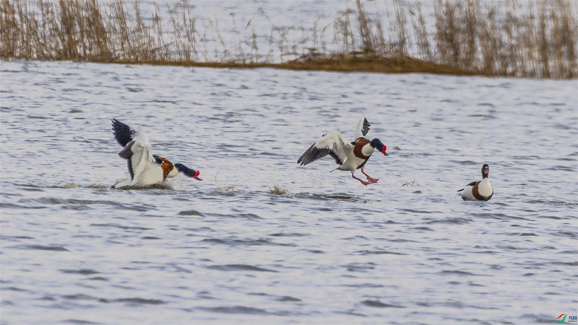 1K3A2772 ����1.jpg