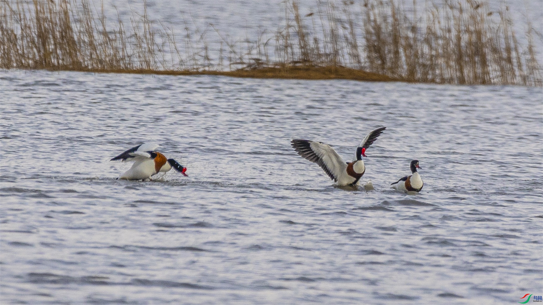 1K3A2776 ����1.jpg