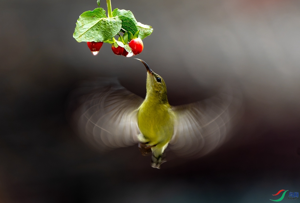 ��������̫����