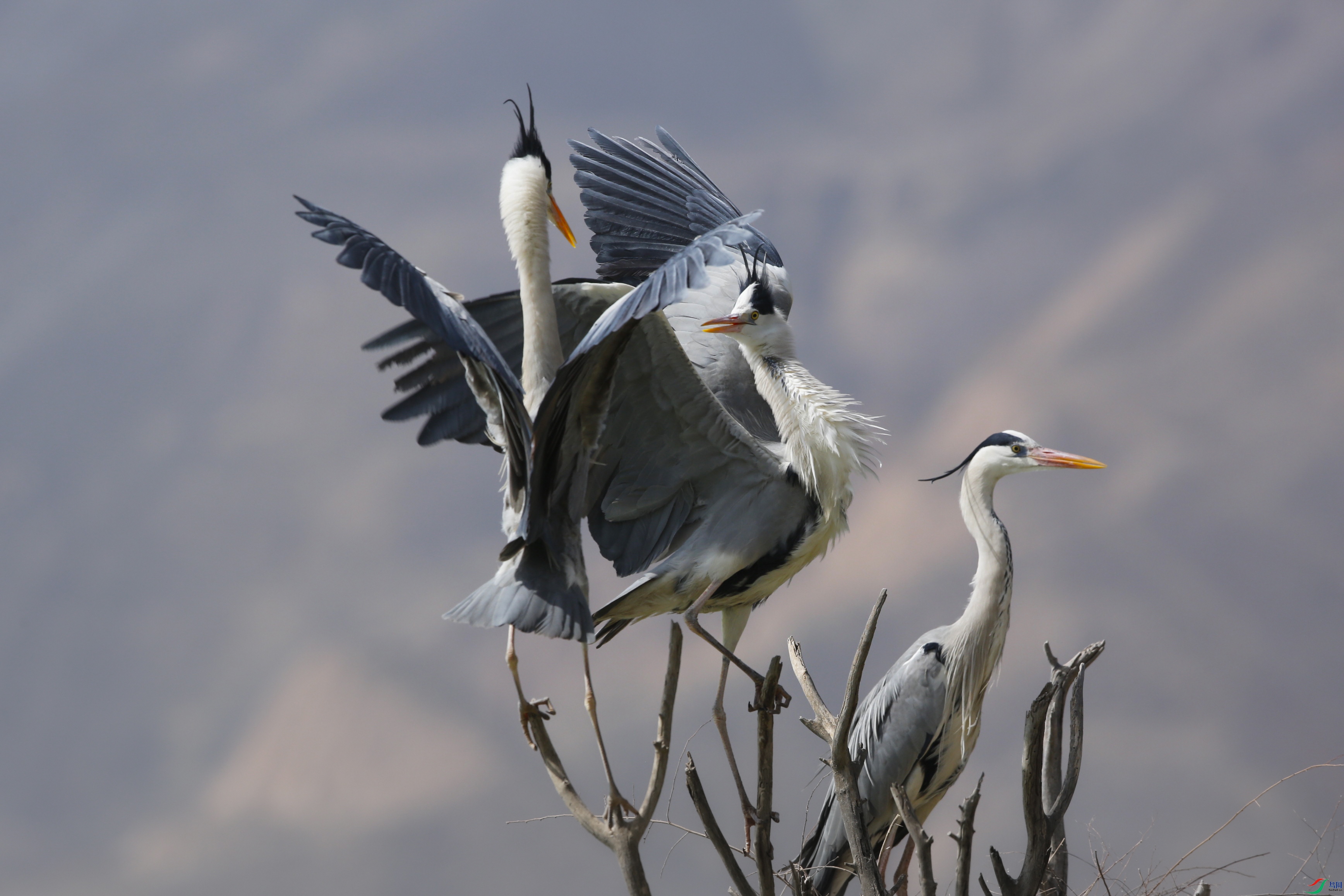 _39A4510 ����222.jpg