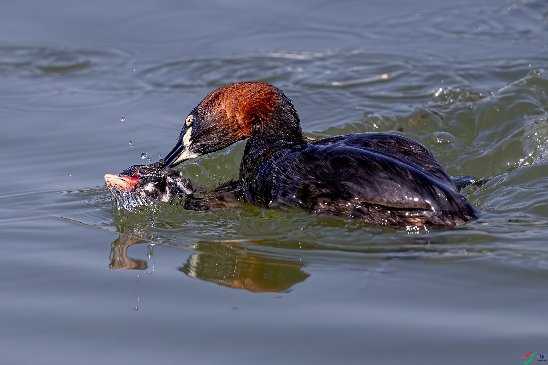 DSC_6780-.jpg