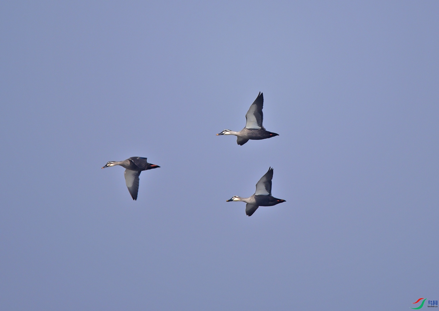 DSC_5559f.jpg