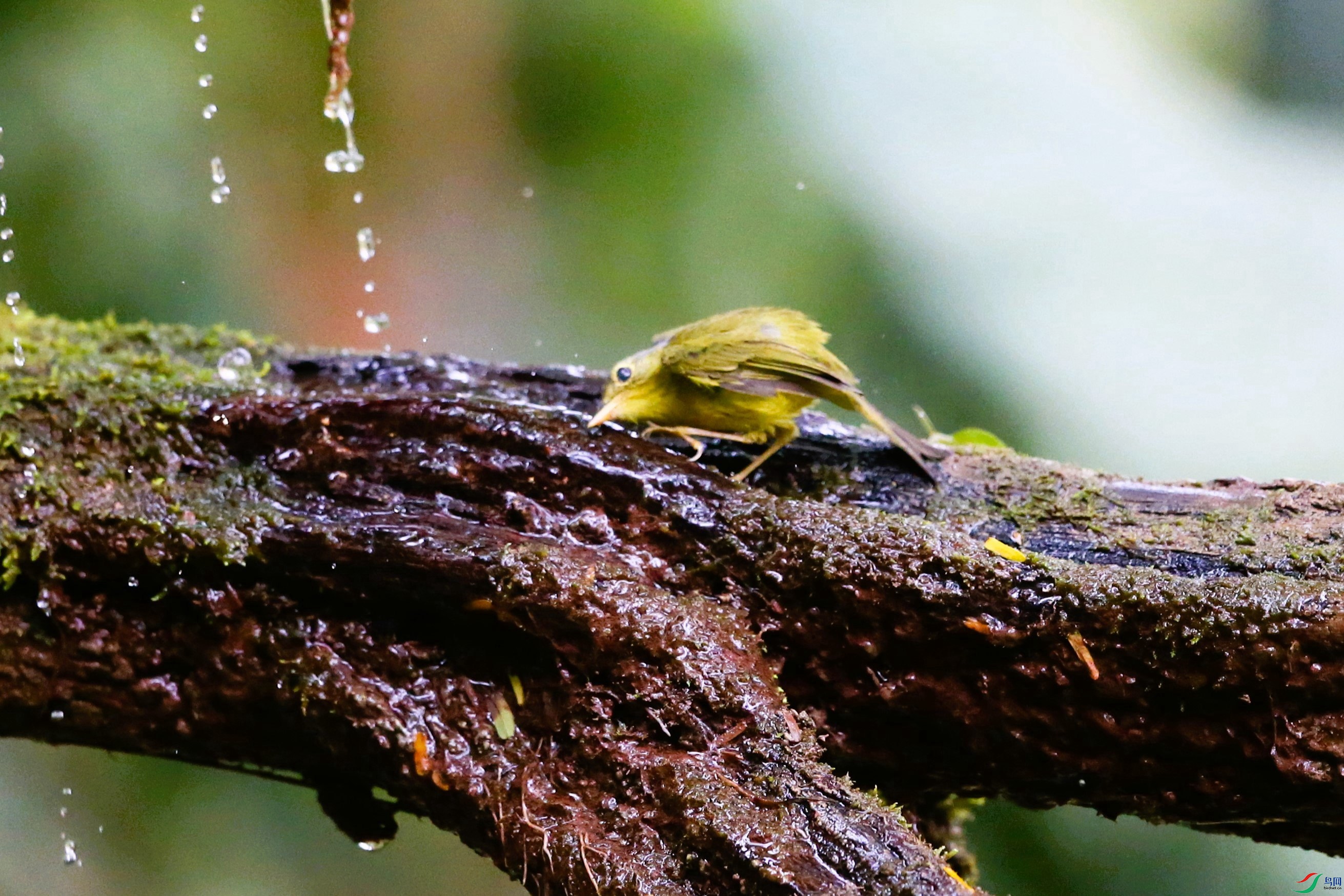 �ҹ��lݺ (11).JPG