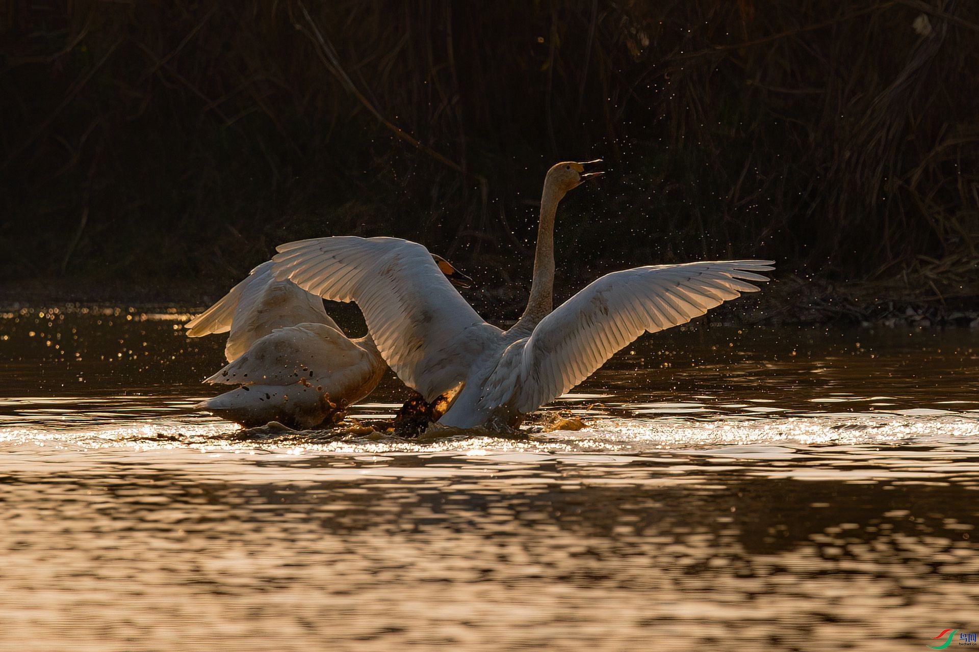 DSC_2426.jpg