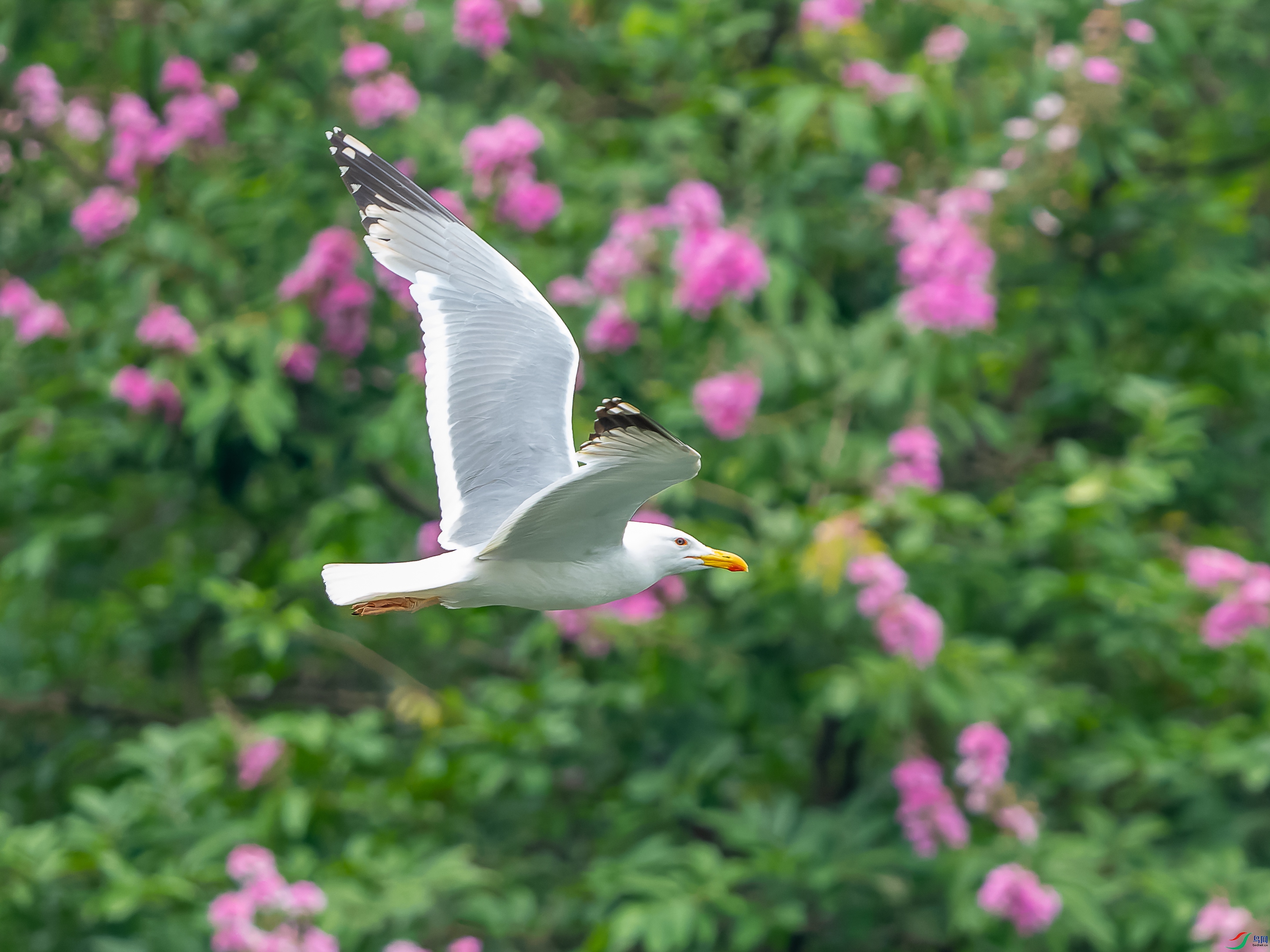 DSC05519-1.jpg
