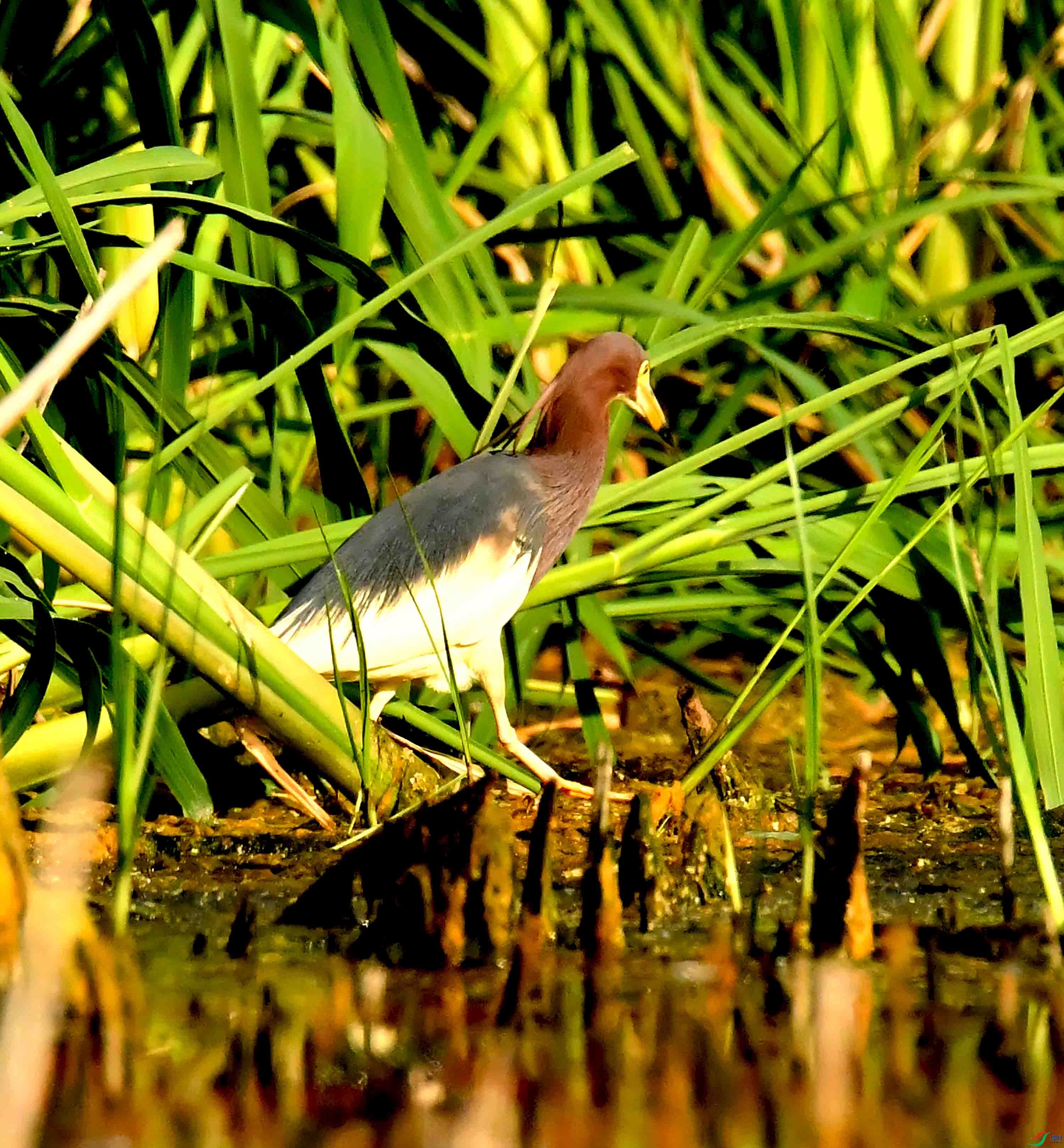 DSC_2497.JPG